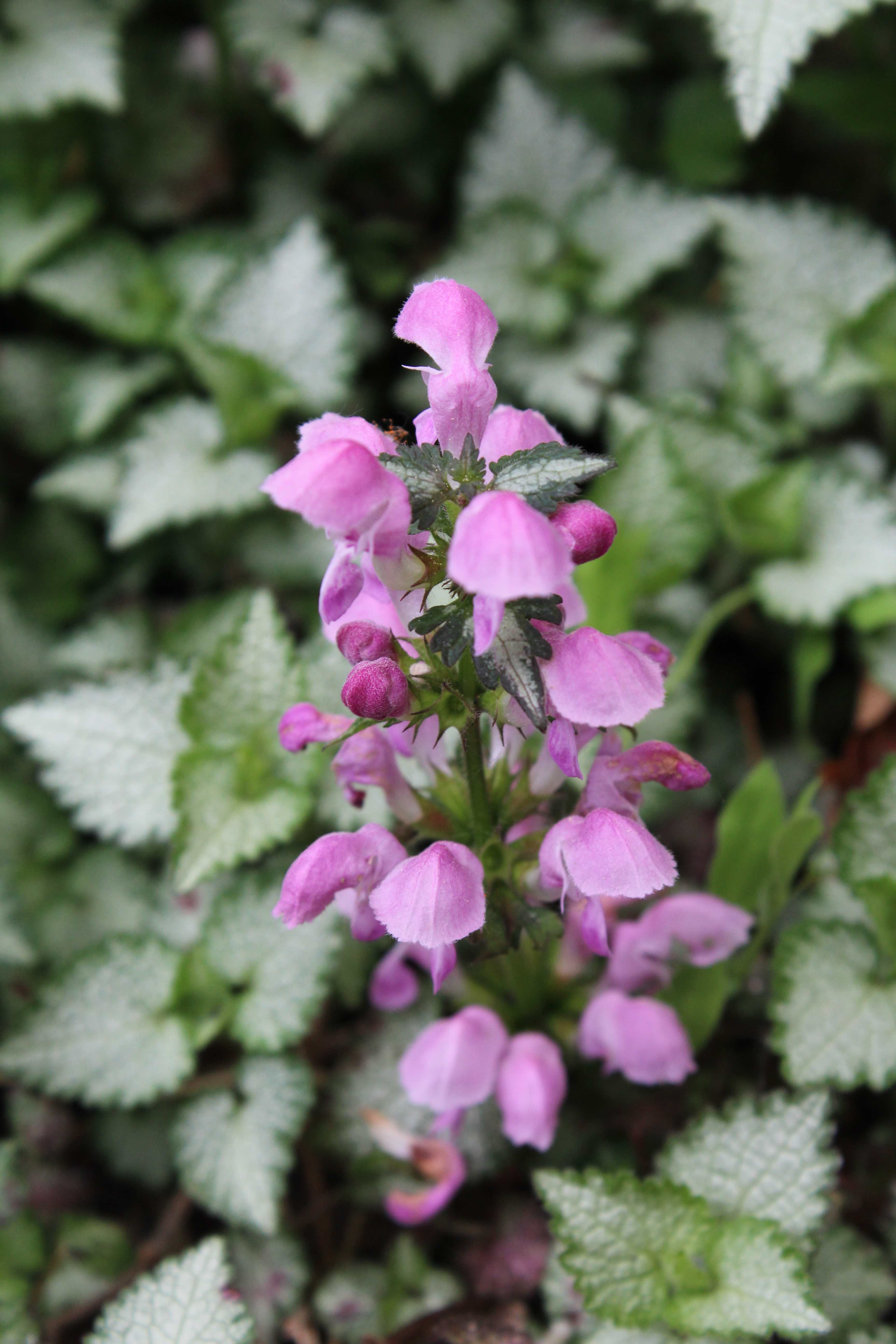 Lamium maculatum Beacon Silver