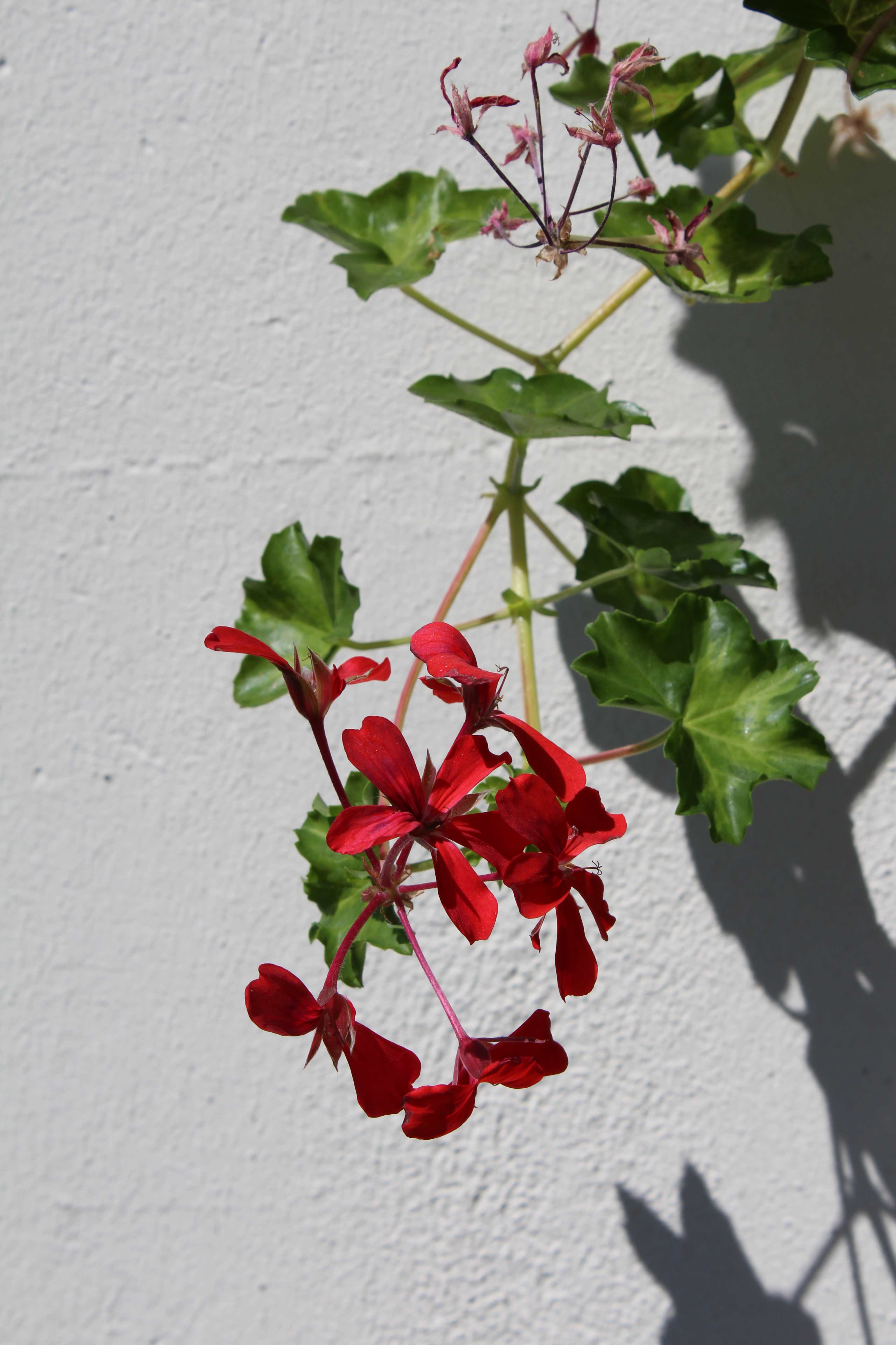 Pelargonium peltatum / ivy-leaved pelargonium and cascading geranium