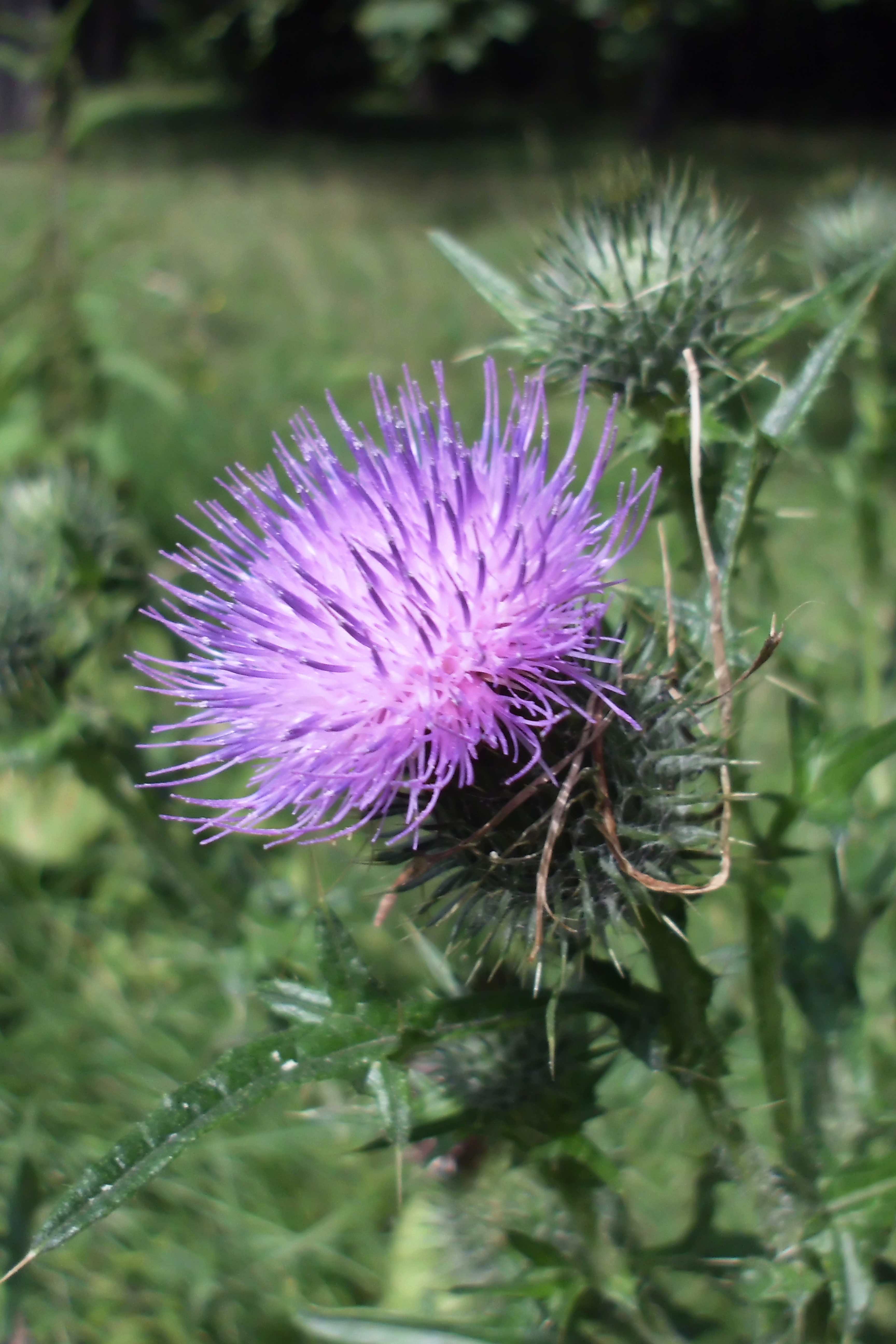 Cirsium vulgare