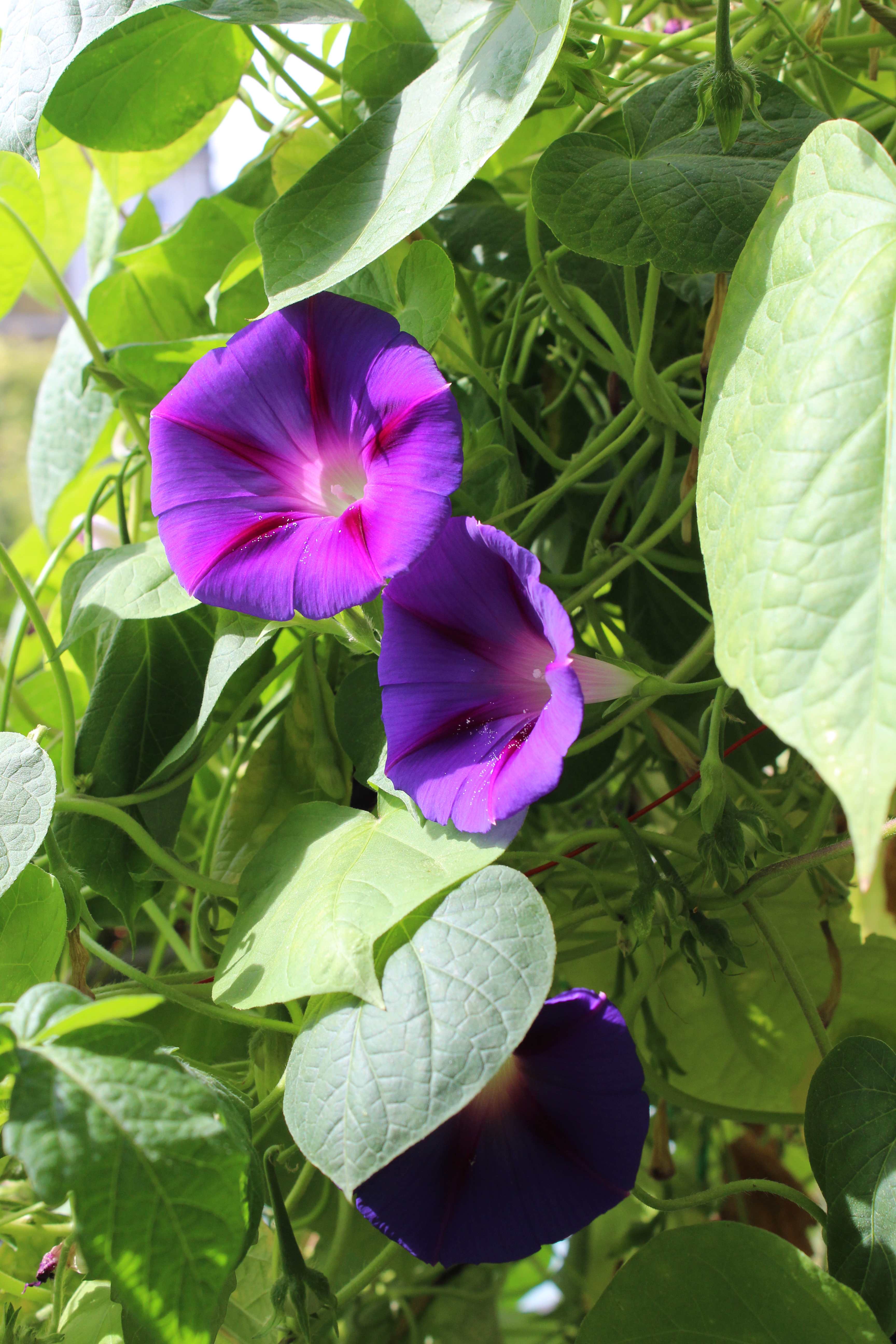 Ipomoea purpurea / Morning Glory