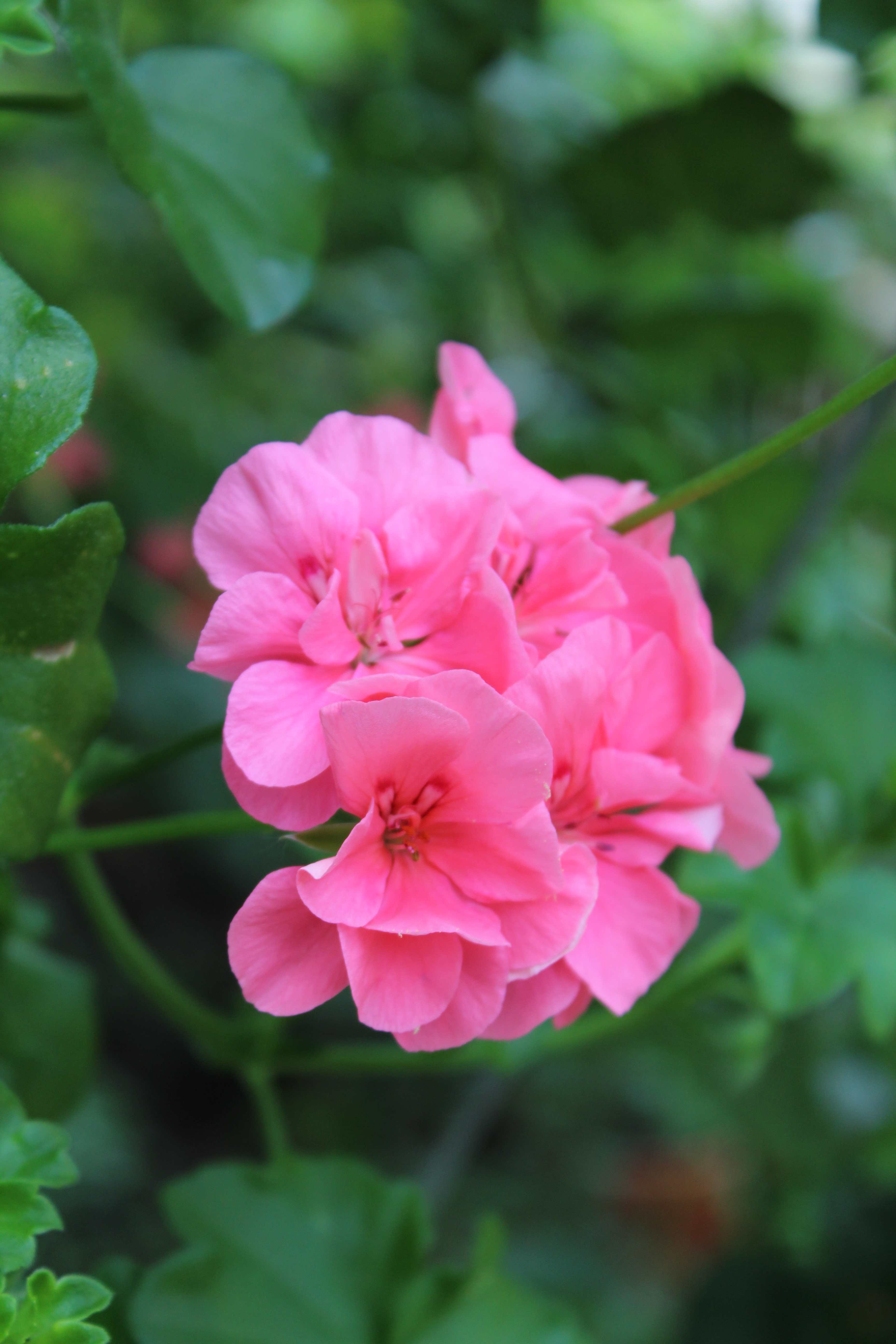 Pelargonium x hortorum / malvón, cardenal, geranio común o geranio de jardín