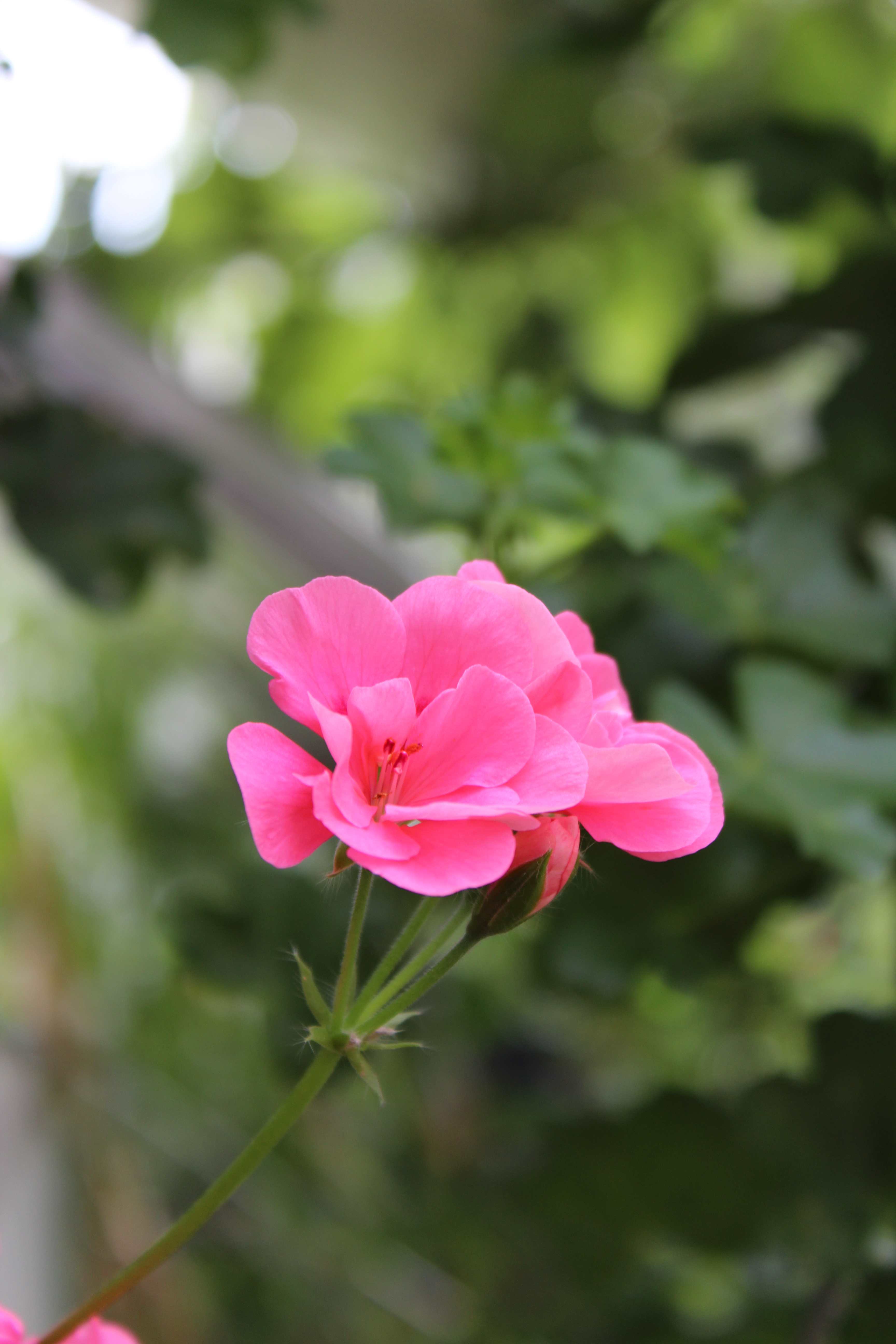 Pelargonium x hortorum / malvón, cardenal, geranio común o geranio de jardín