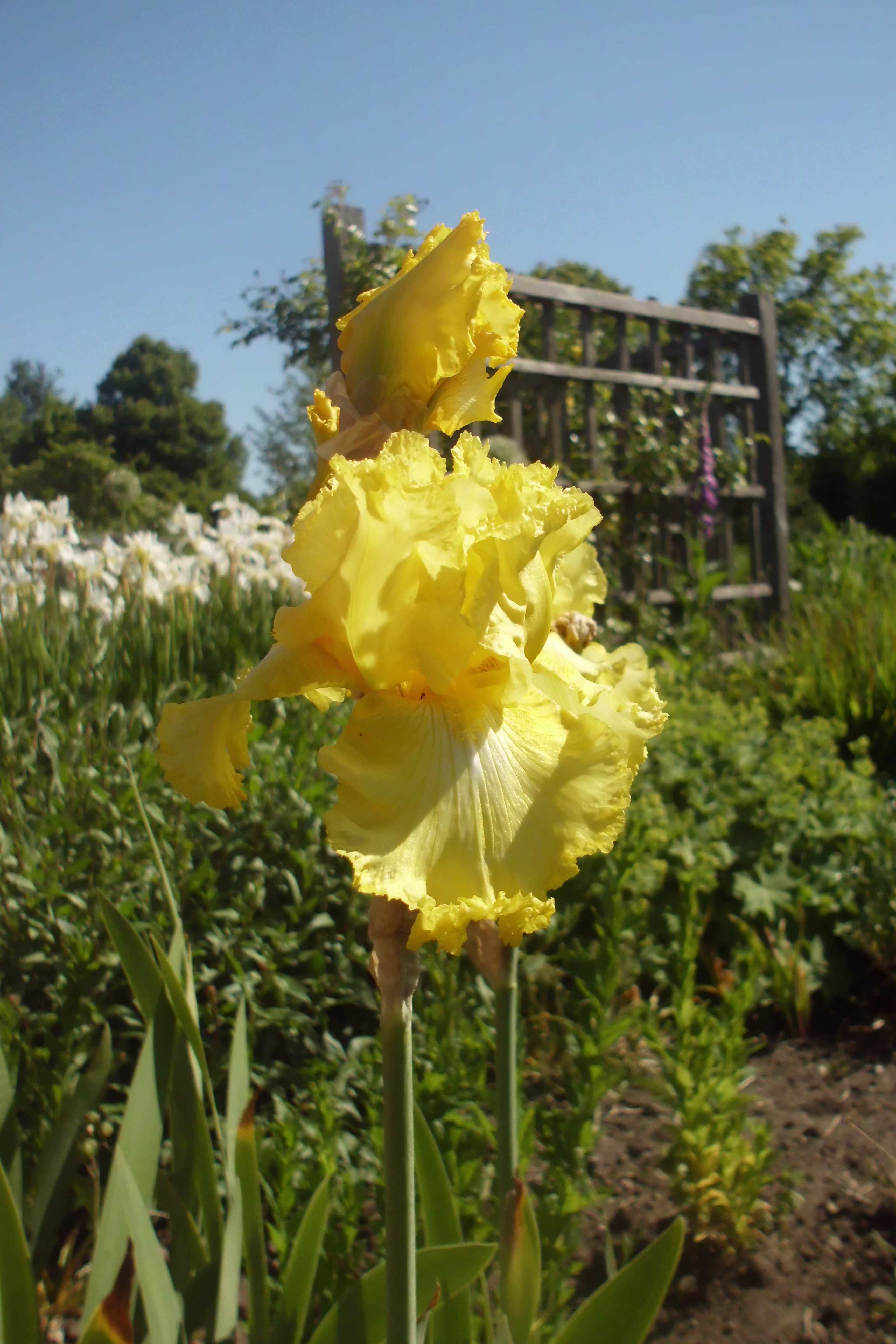 Yellow Iris flower