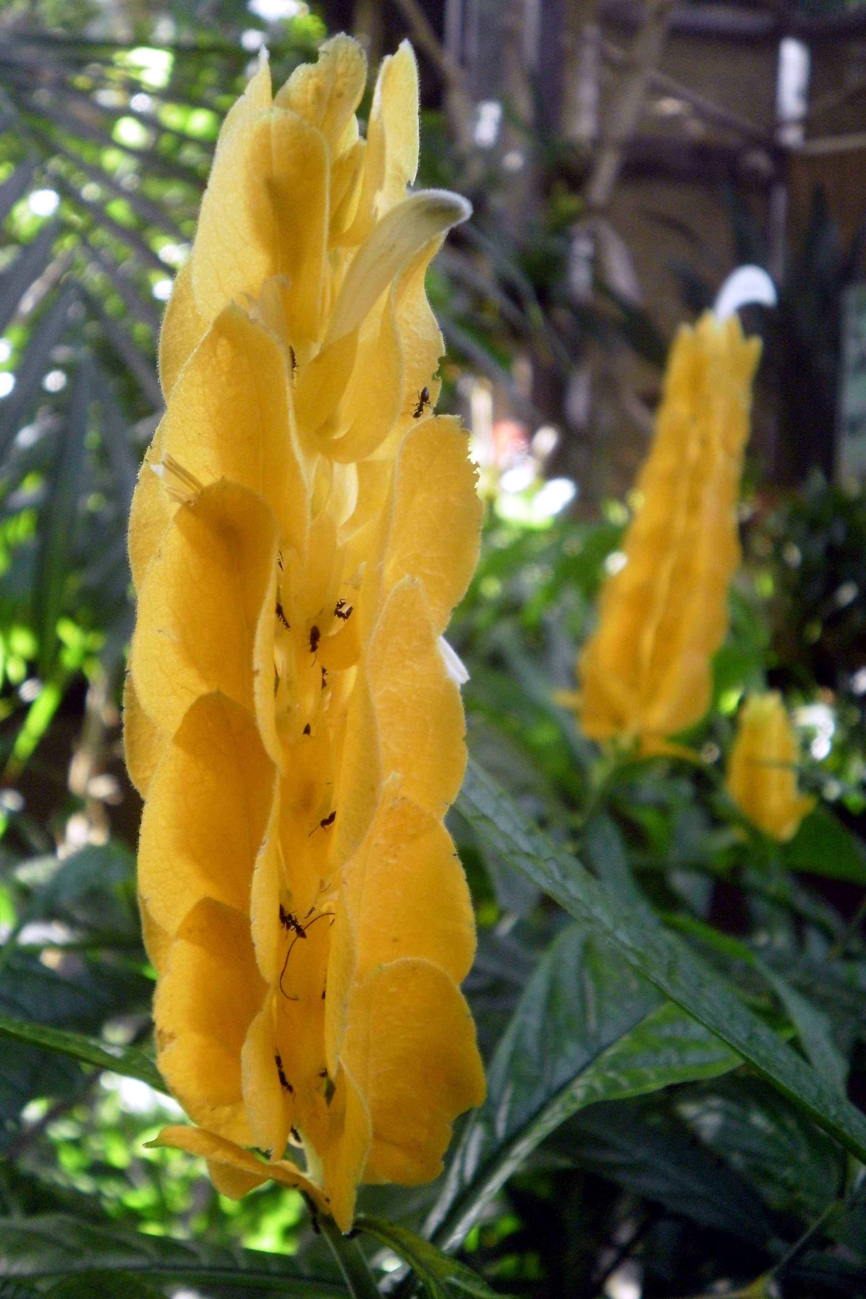 Pachystachys lutea, known by the common names lollipop plant and golden shrimp plant