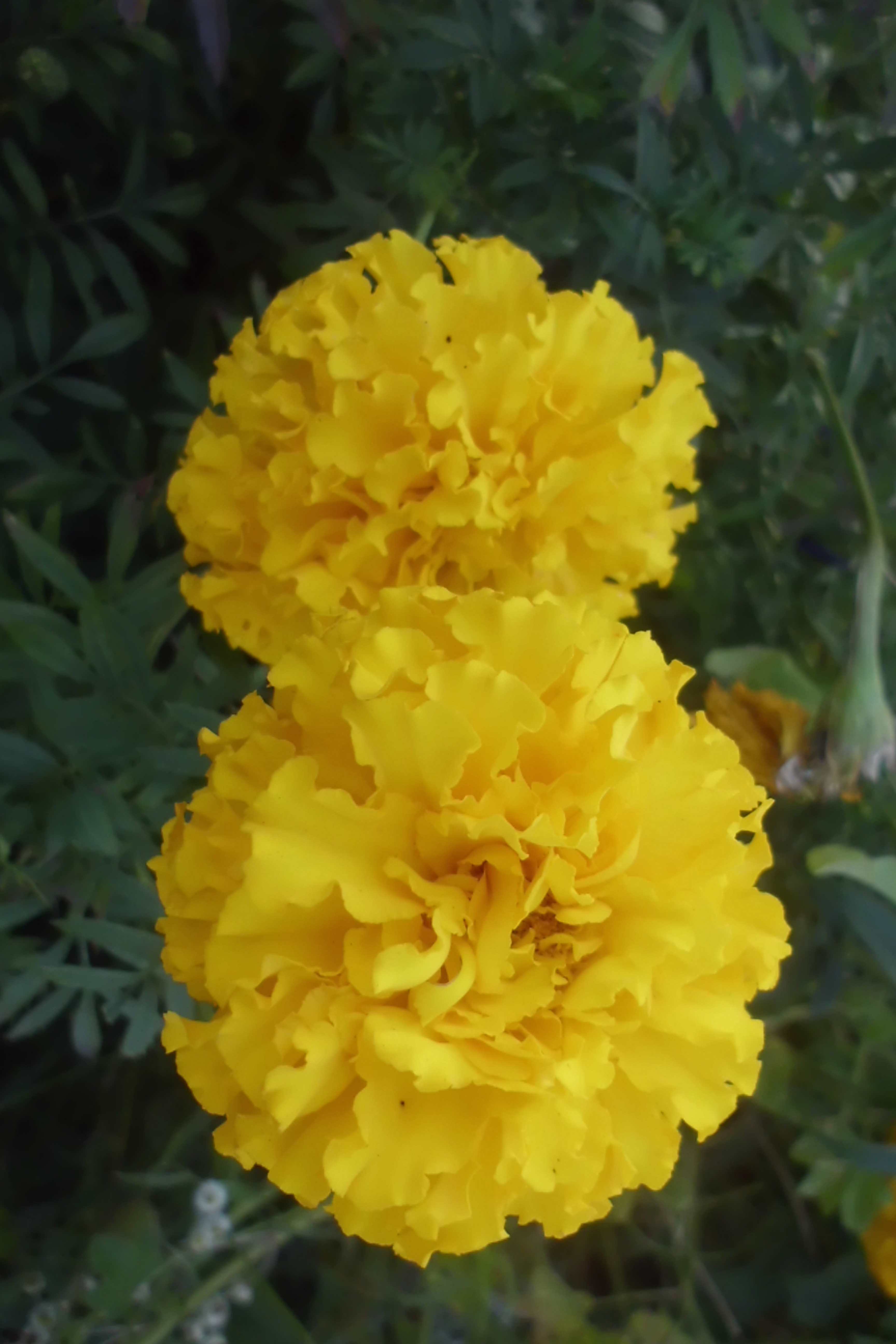 Tagetes erecta /the Mexican marigold or Aztec marigold/ African marigold