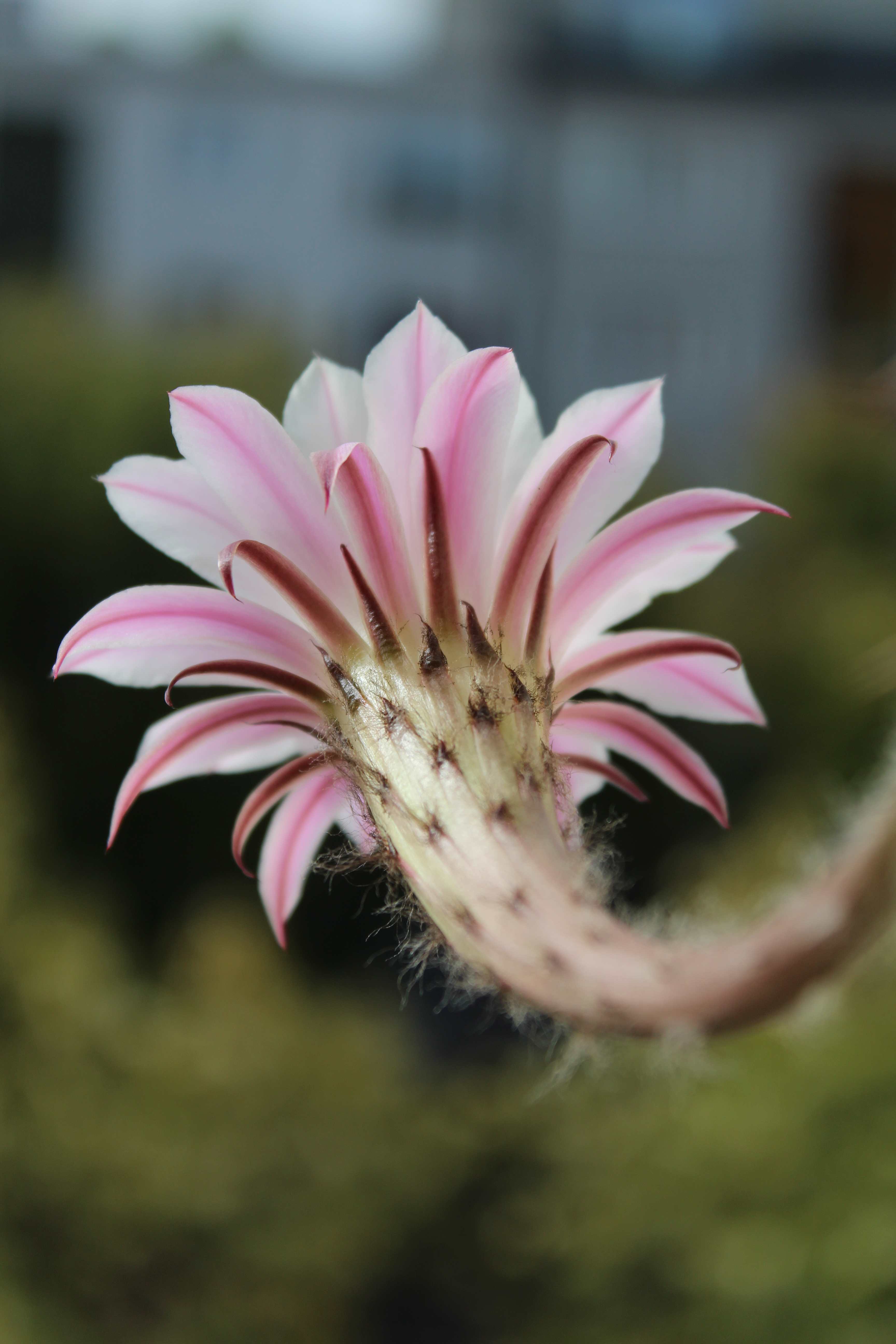 Echinopsis eyriesii, flor de la bola, reina del bosque y ombligo de la reina