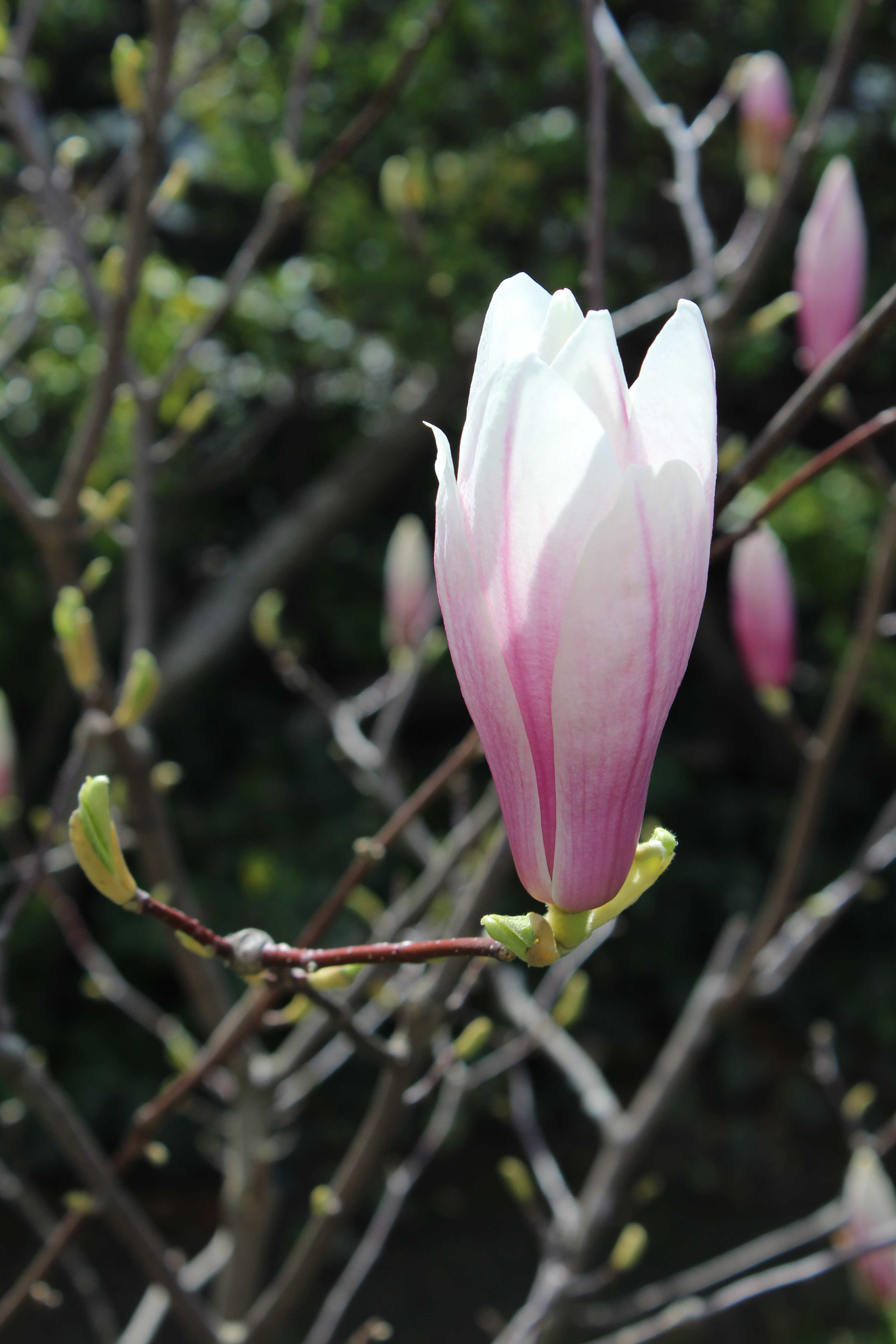 Magnolia × soulangeana, the saucer magnolia