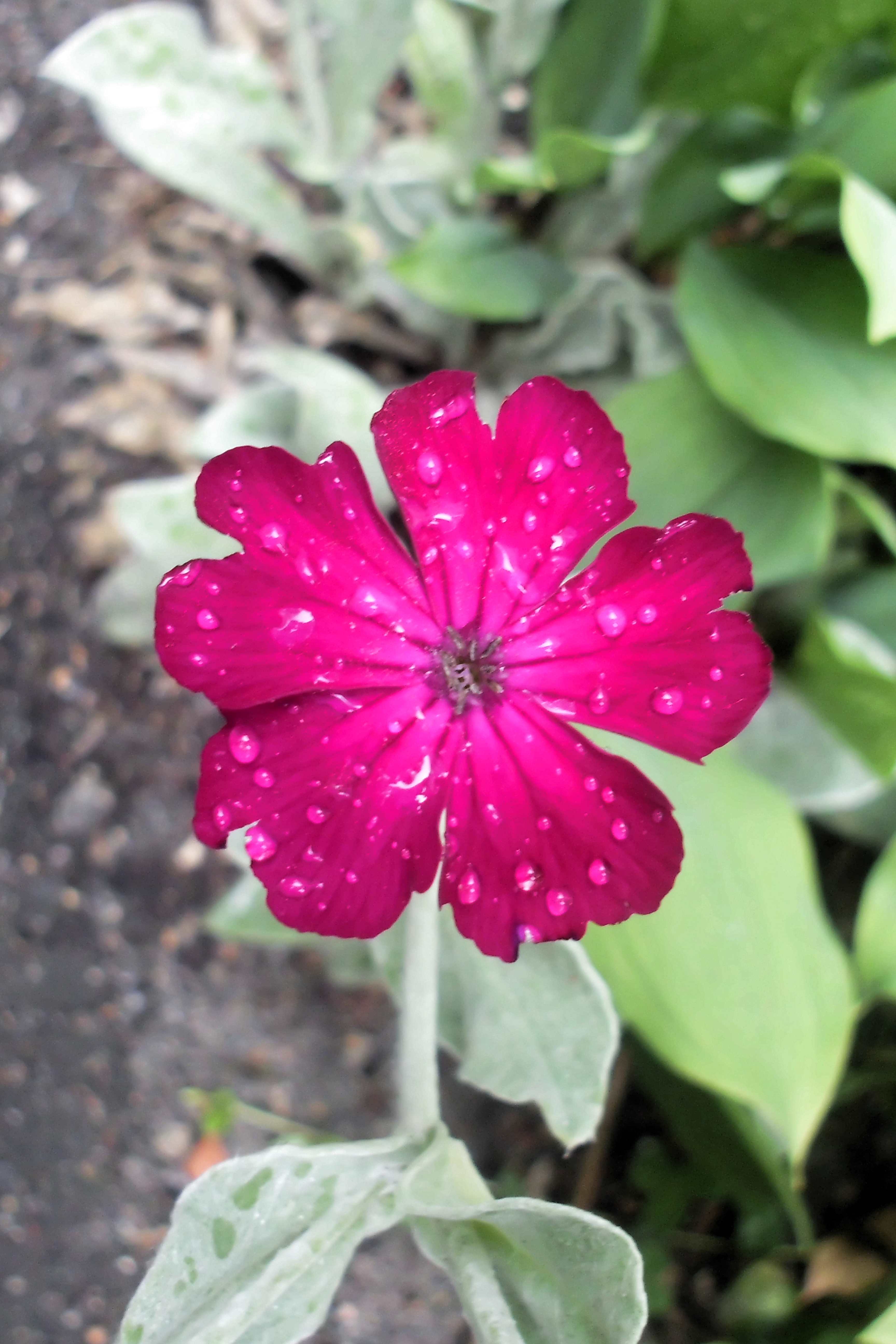 Dianthus gratianopolitanus 'Badenia'