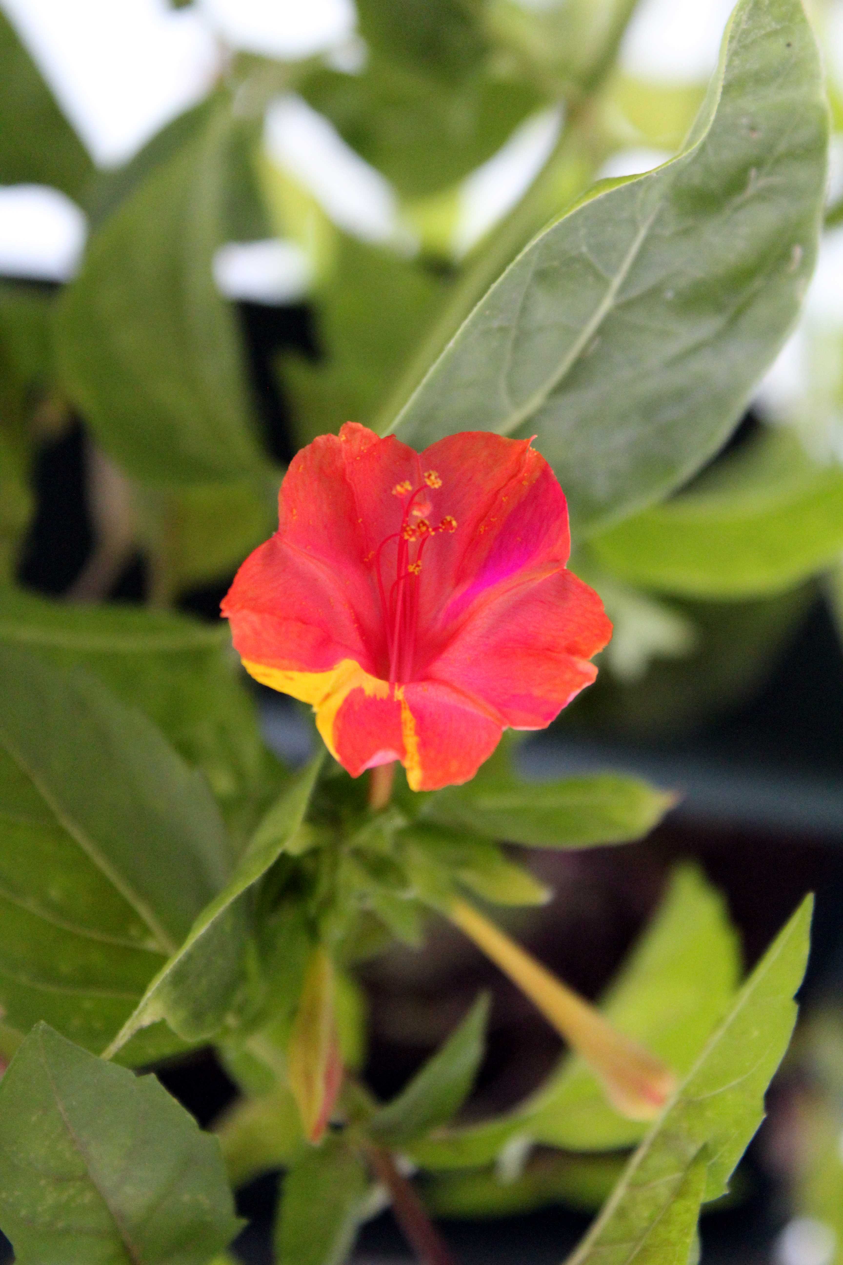 Mirabilis jalapa, the marvel of Peru or four o'clock flower