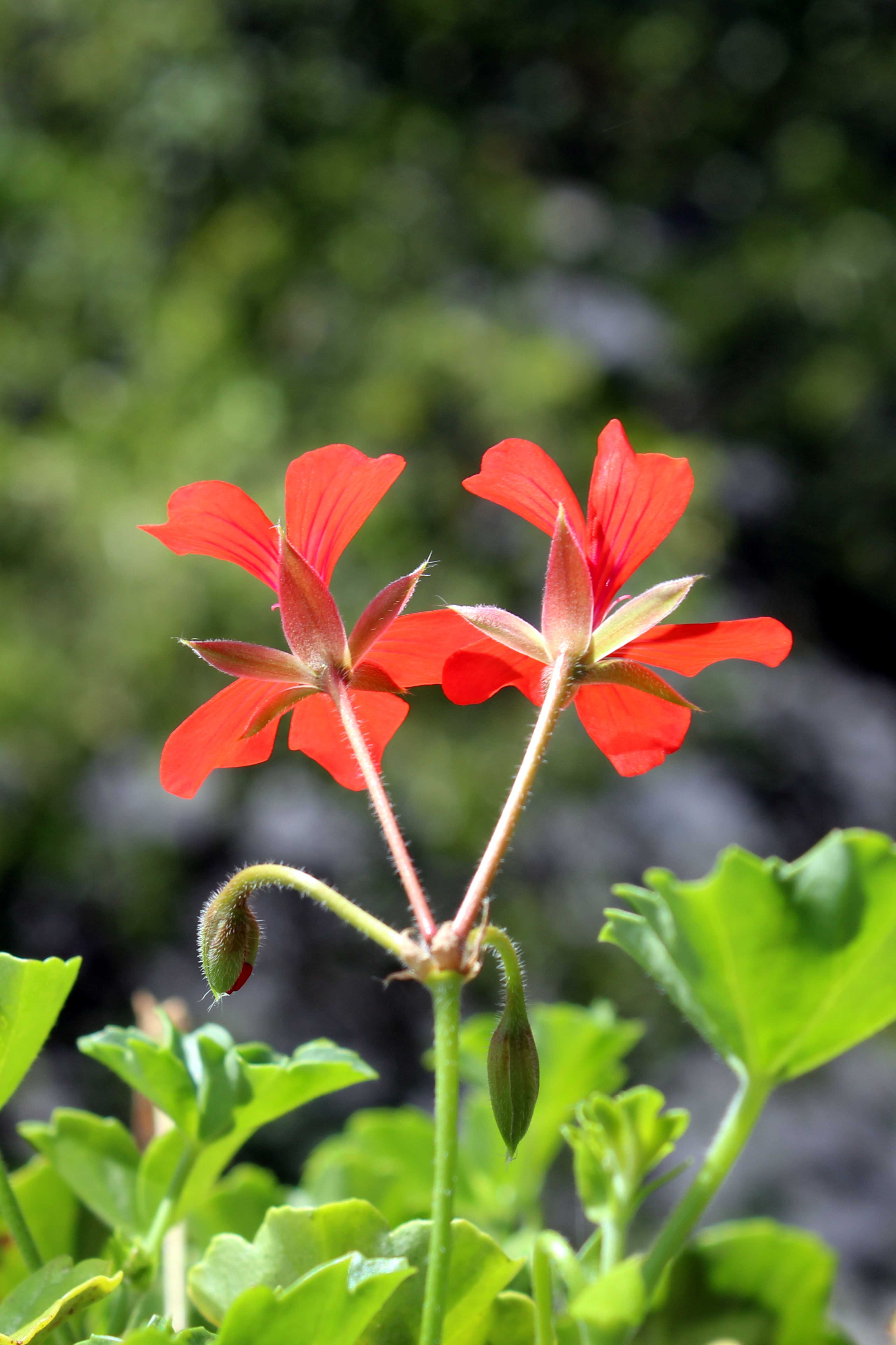 Pelargonium peltatum / ivy-leaved pelargonium and cascading geranium