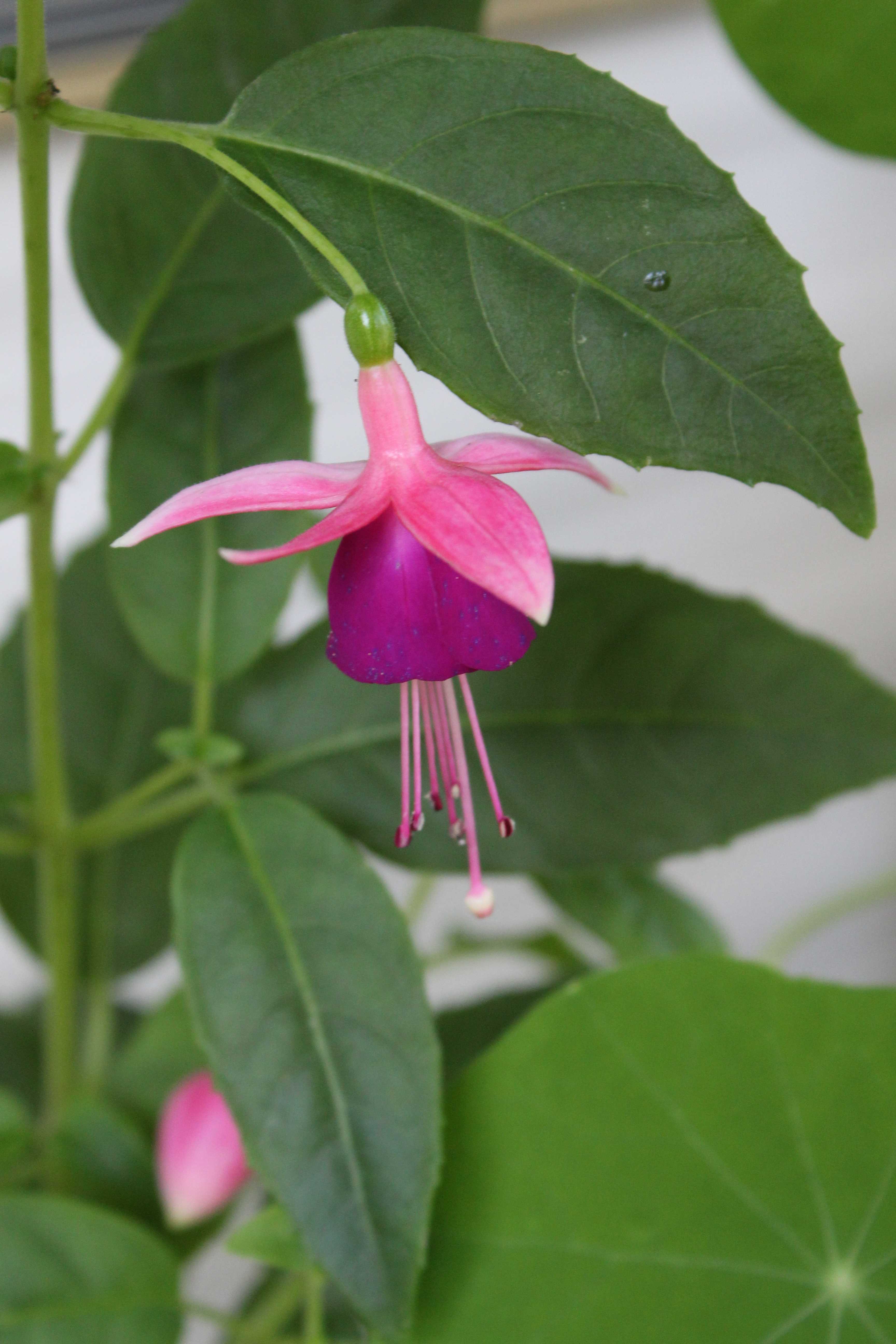 Fuchsia 'Garden News'(Hardy Fuchsia)