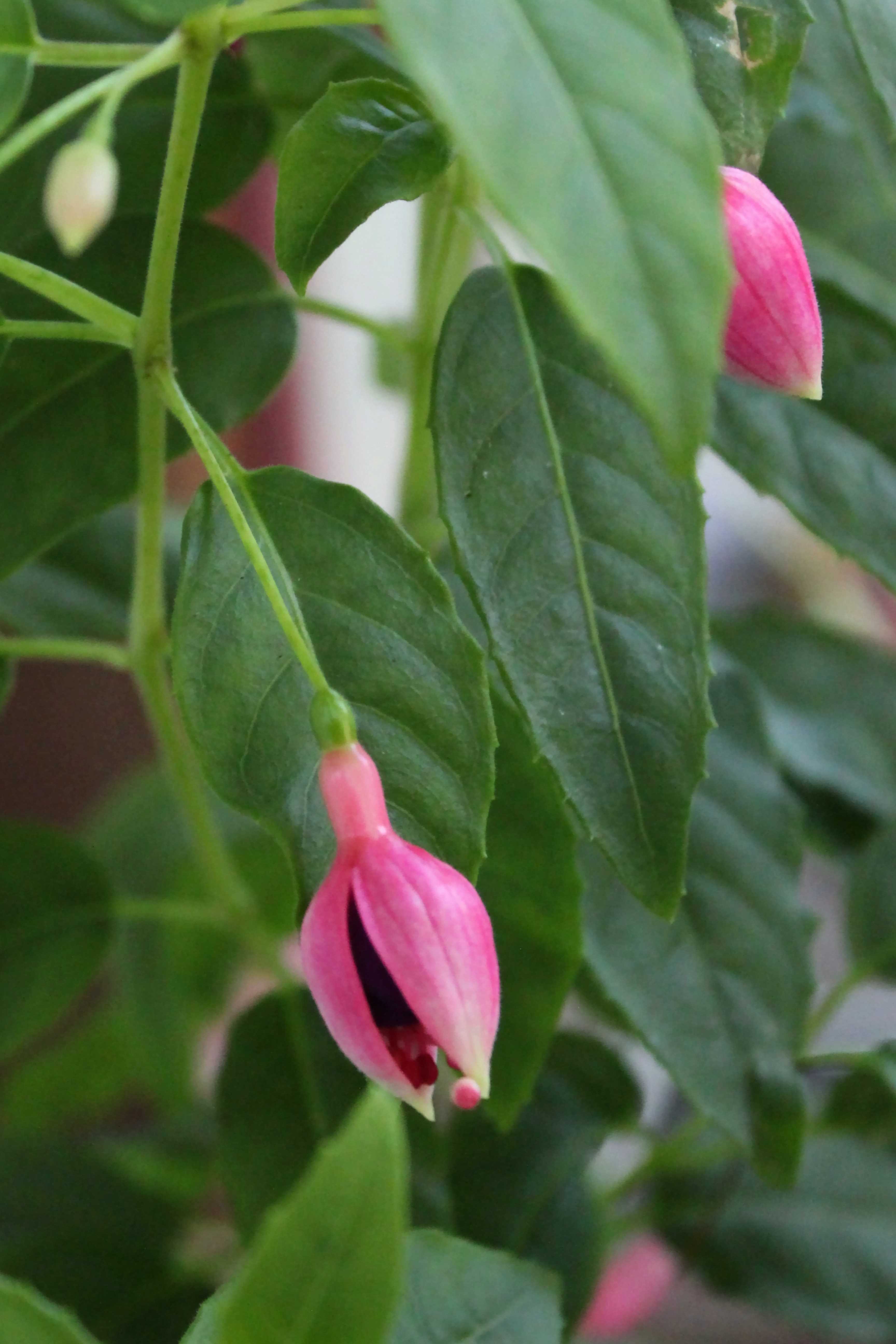 Fuchsia 'Garden News'(Hardy Fuchsia)