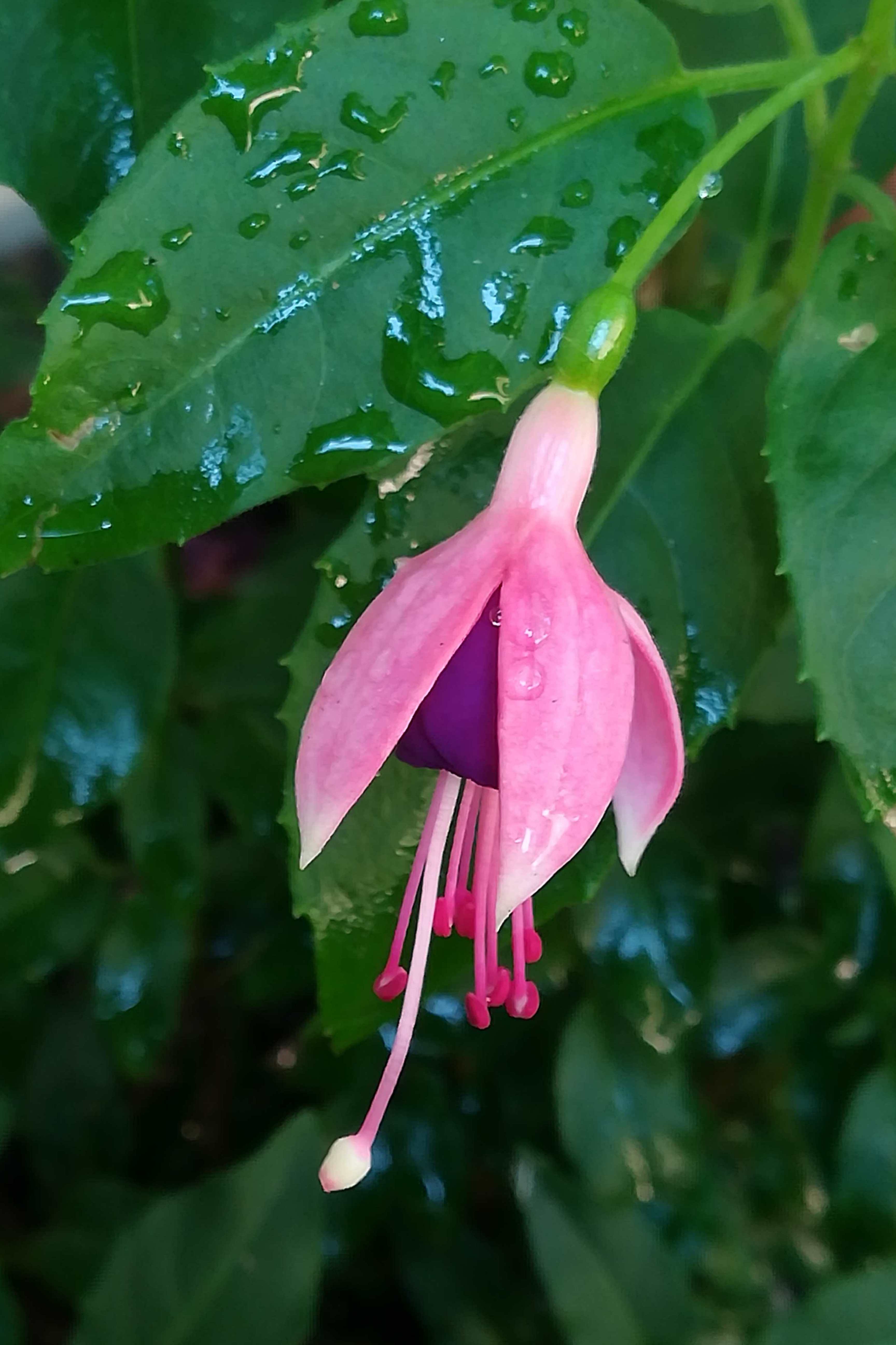 Fuchsia 'Garden News'(Hardy Fuchsia)