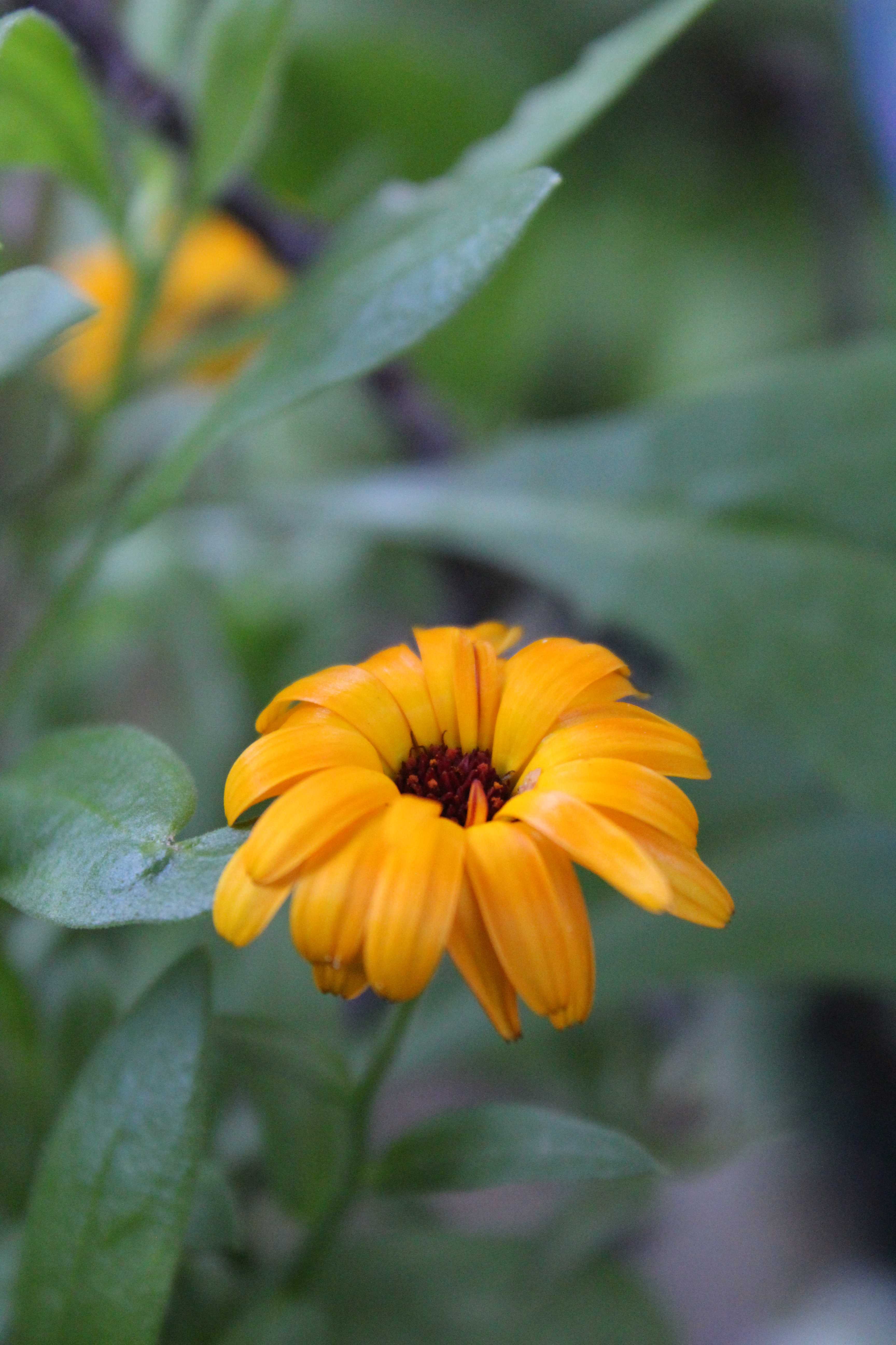 Calendula officinalis, the pot marigold, ruddles, common marigold or Scotch marigold