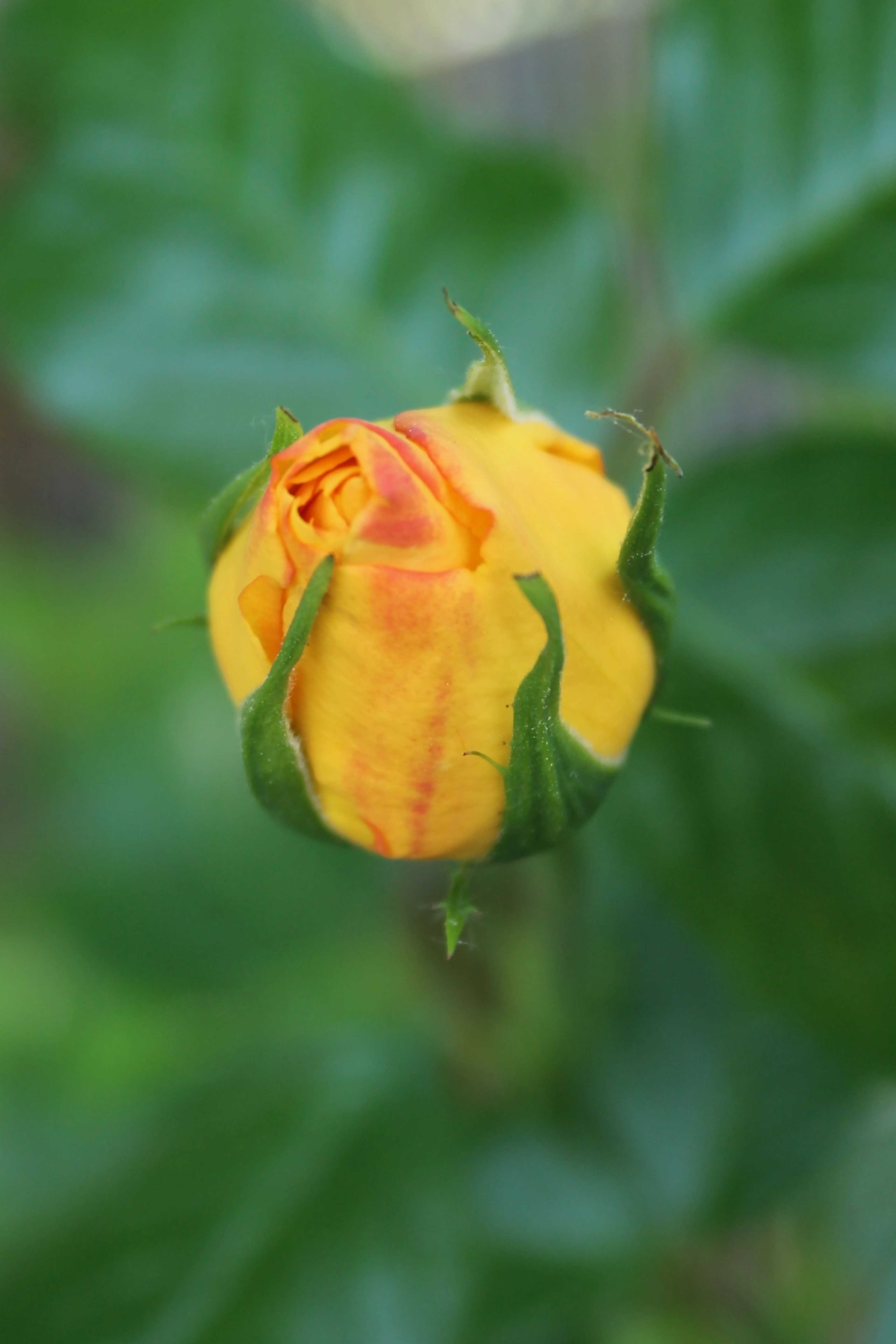 Rosa 'Red Gold'