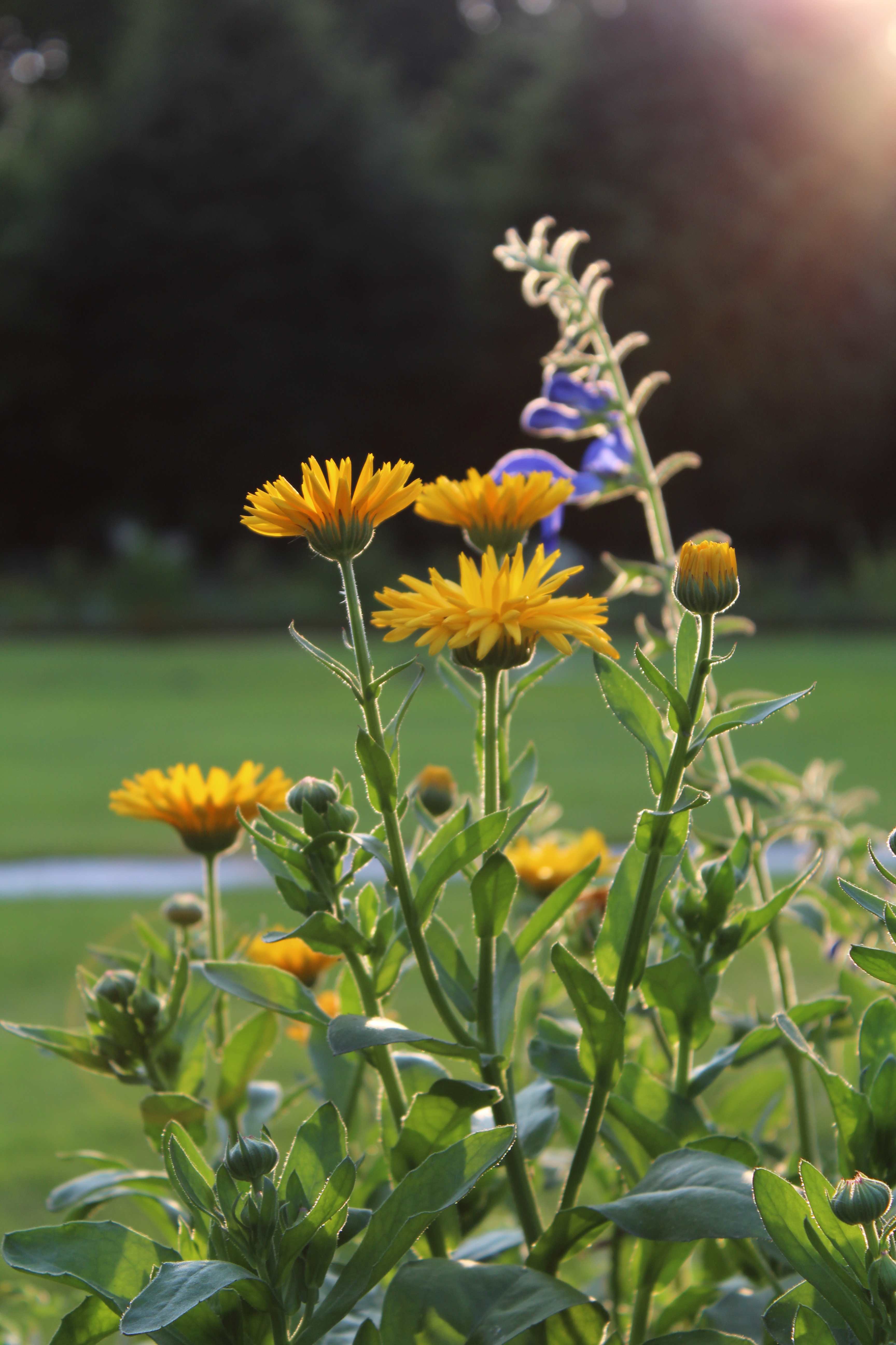 Calendula officinalis, the pot marigold, ruddles, common marigold or Scotch marigold