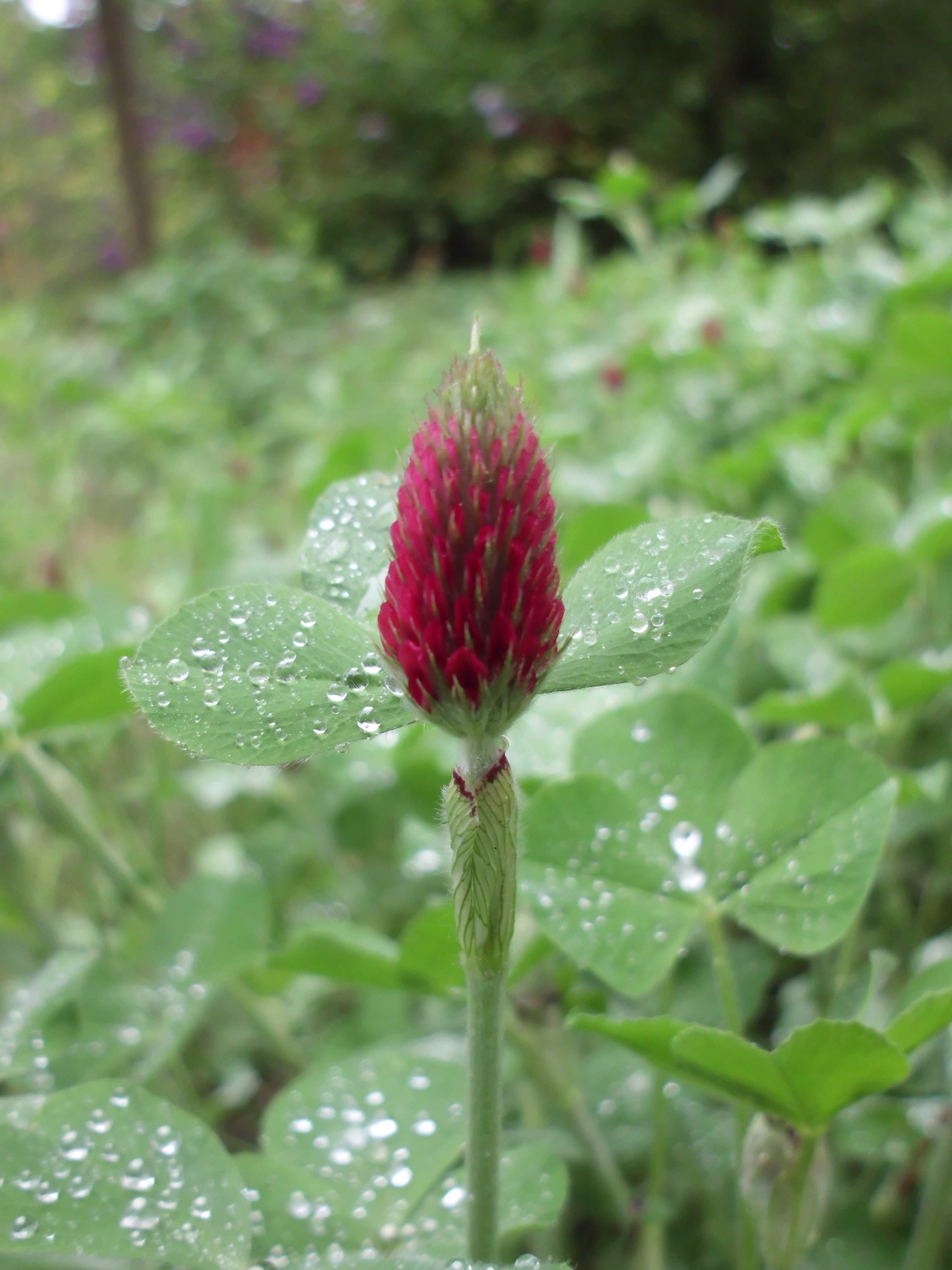 Trifolium incarnatum, known as crimson clover or Italian clover