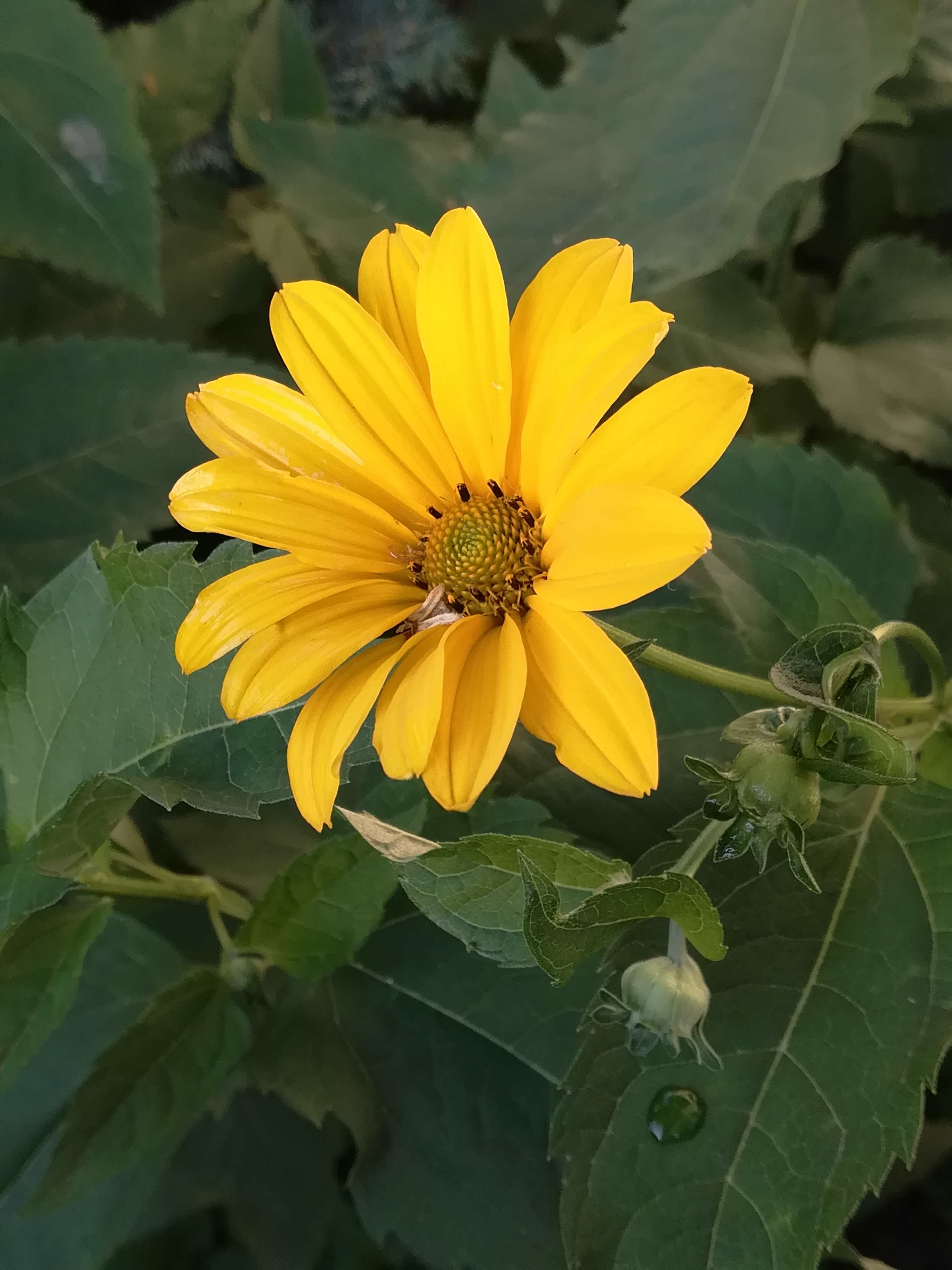 Helianthus strumosus, the pale-leaf woodland sunflower