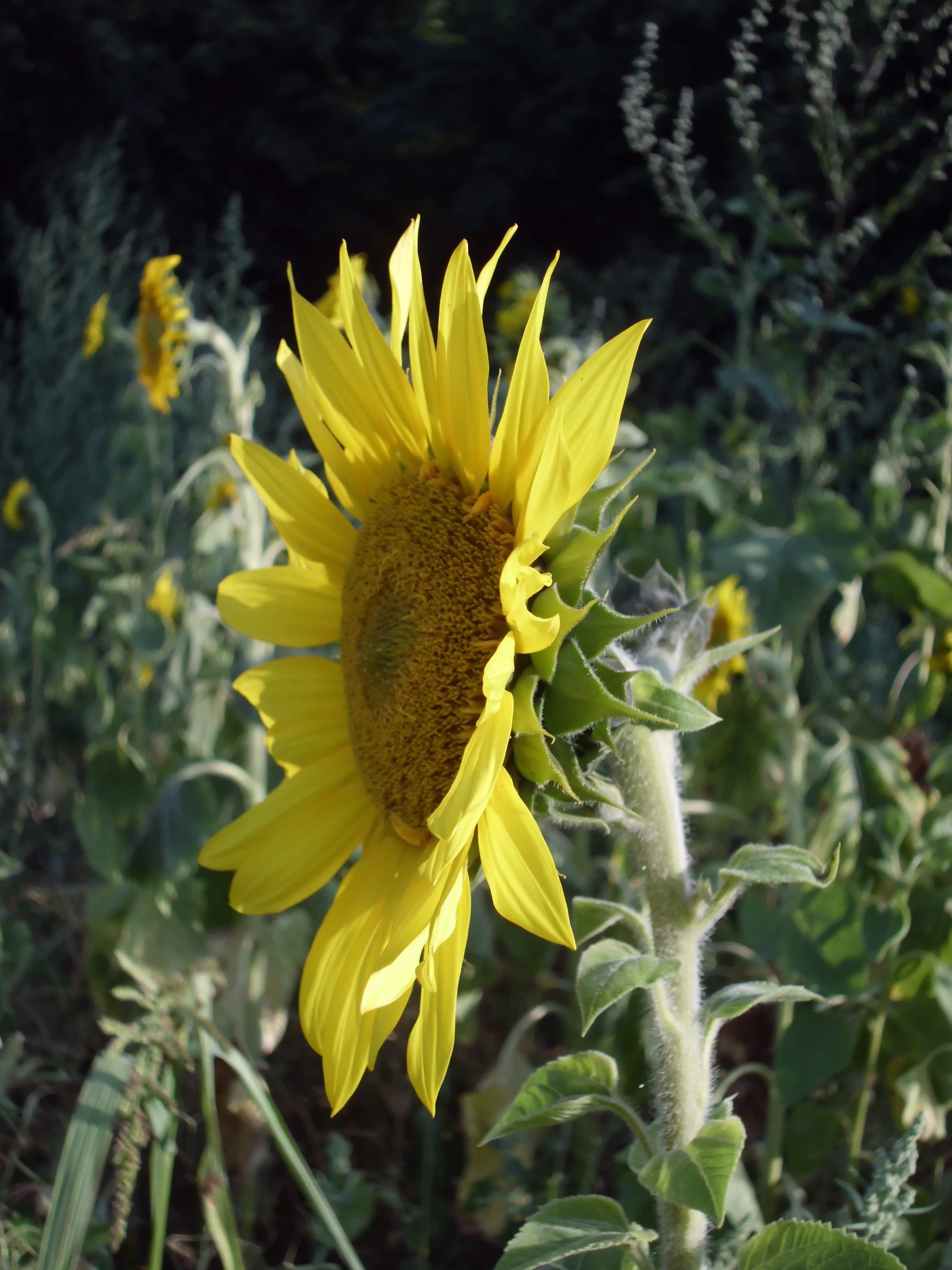 Helianthus annuus, the common sunflower