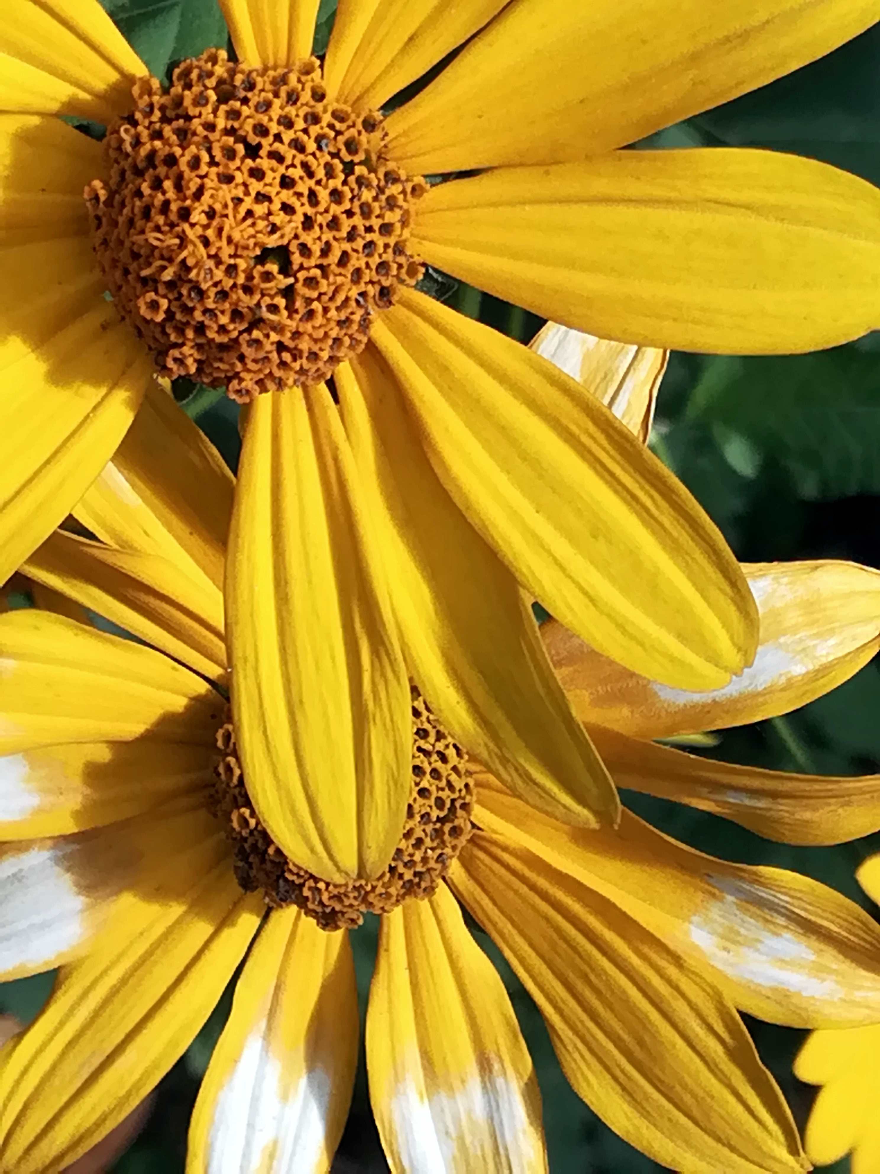 Helianthus strumosus, the pale-leaf woodland sunflower