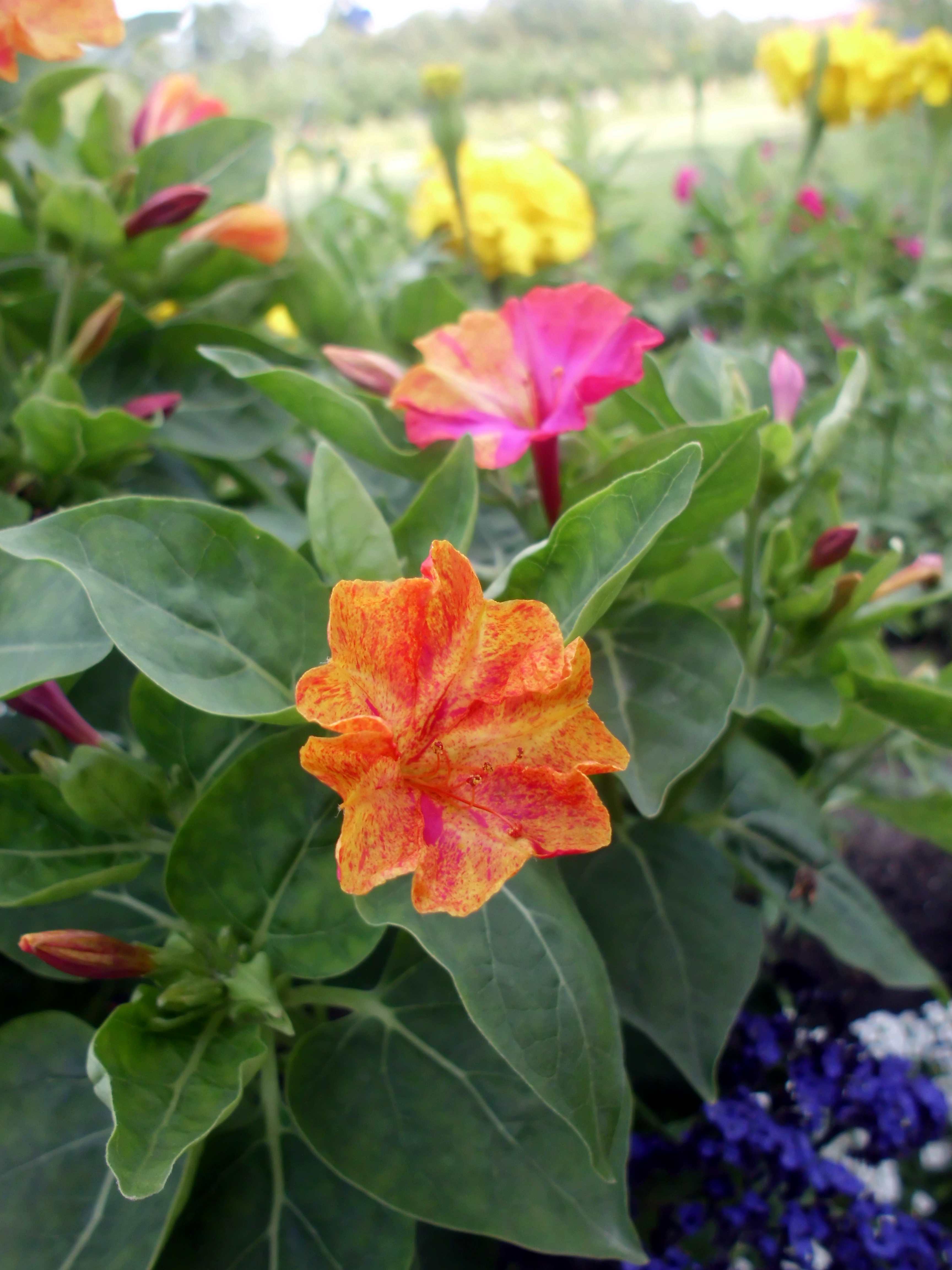 Mirabilis jalapa, the marvel of Peru or four o'clock flower