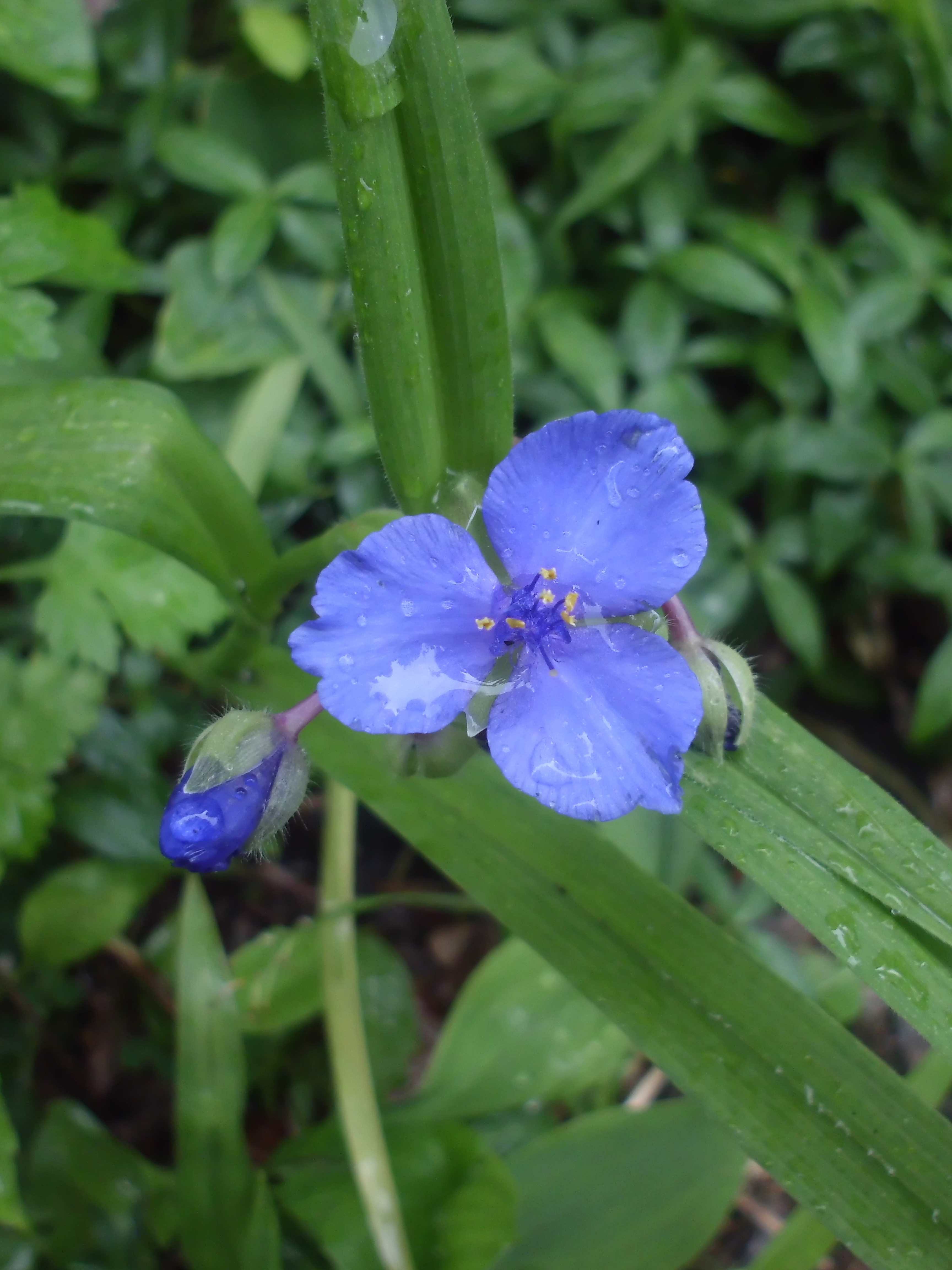 Commelina dianthifolia, known as the birdbill dayflower