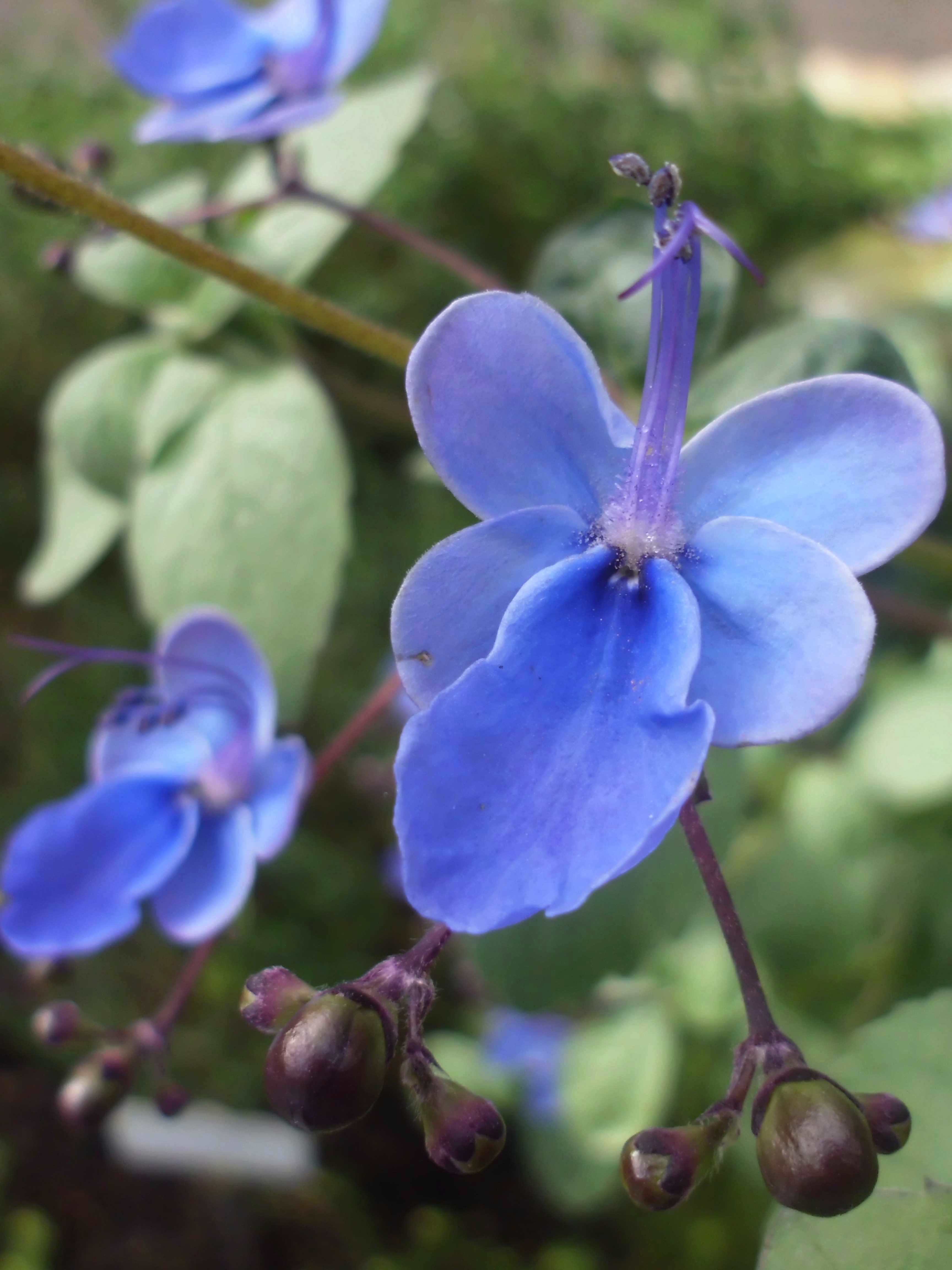 Rotheca myricoides (butterfly bush)