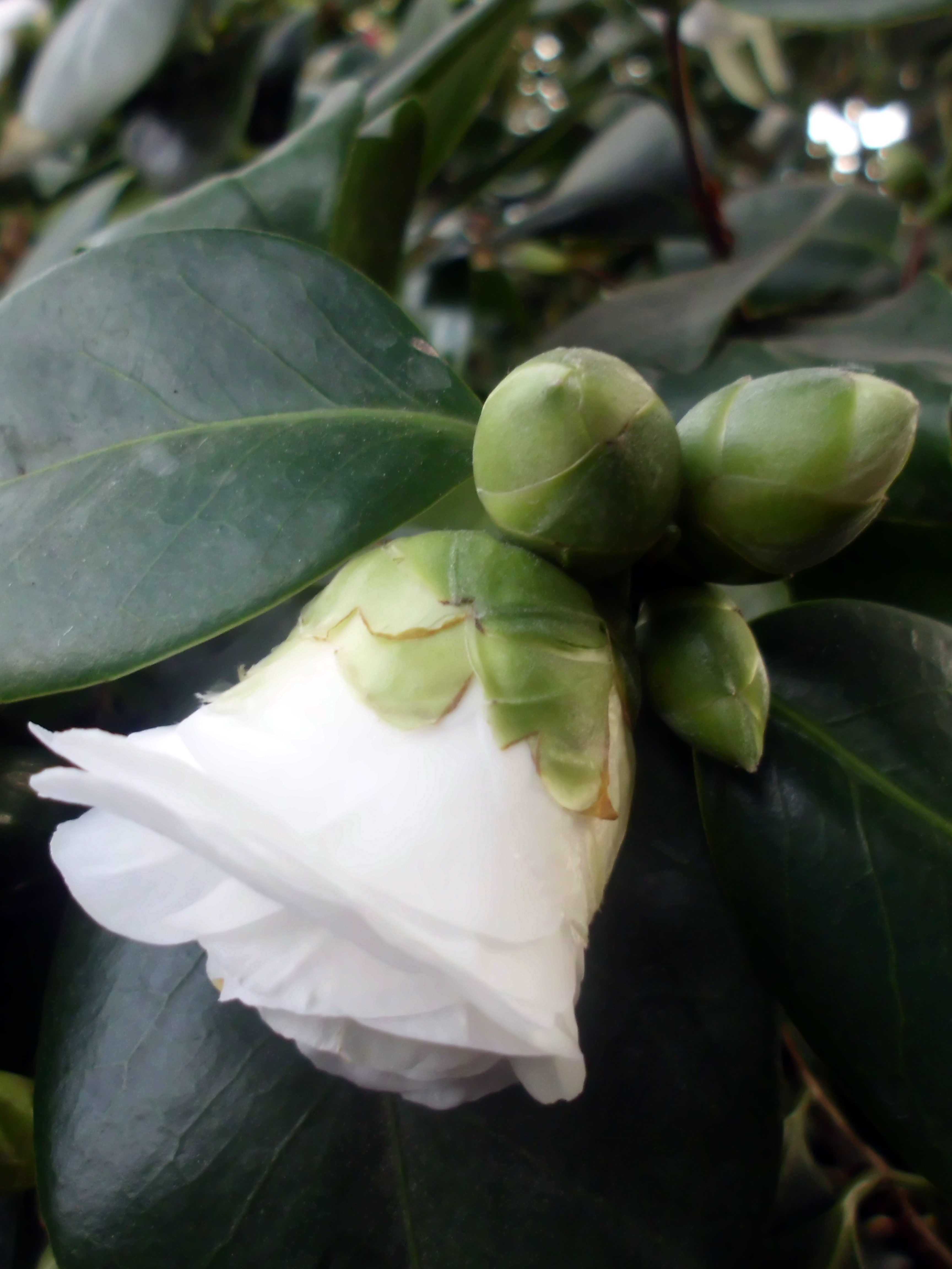 Camellia japonica, known as common camellia, Japanese camellia, or tsubaki in Japanese