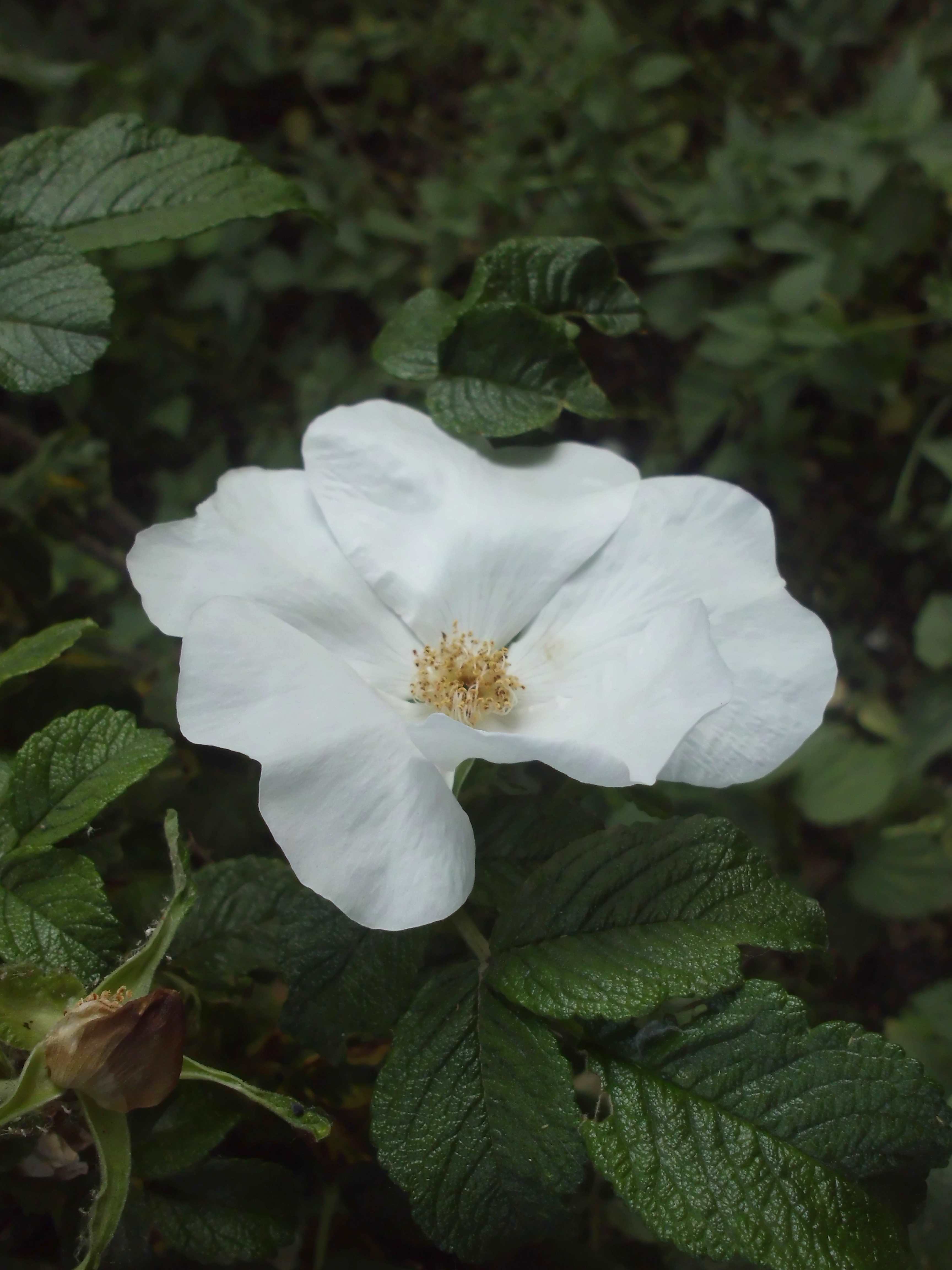 Rosa rugosa (rugosa rose, beach rose, Japanese rose, Ramanas rose, or letchberry)