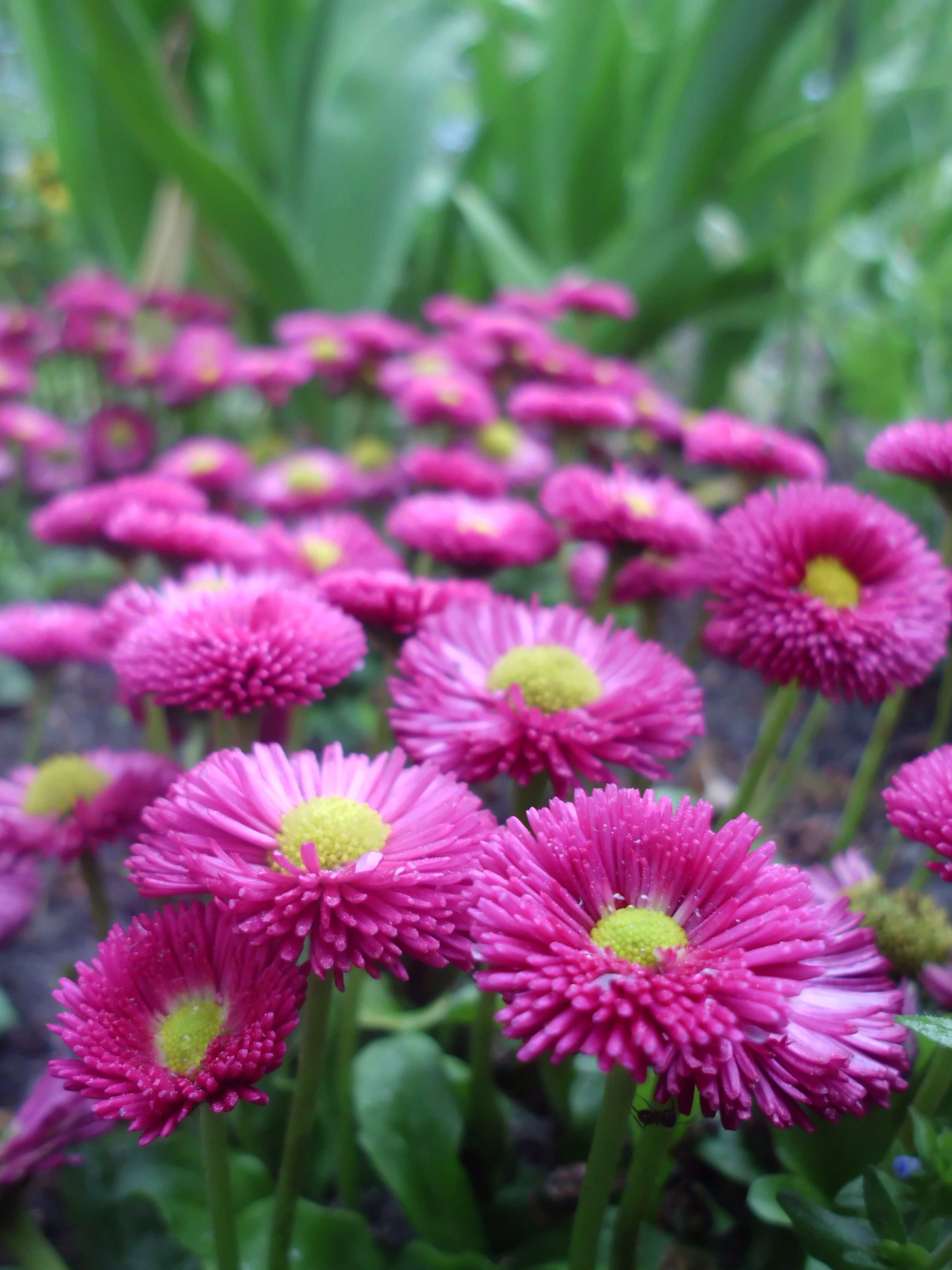 Gänseblümchen (Bellis perennis) / English daisy 