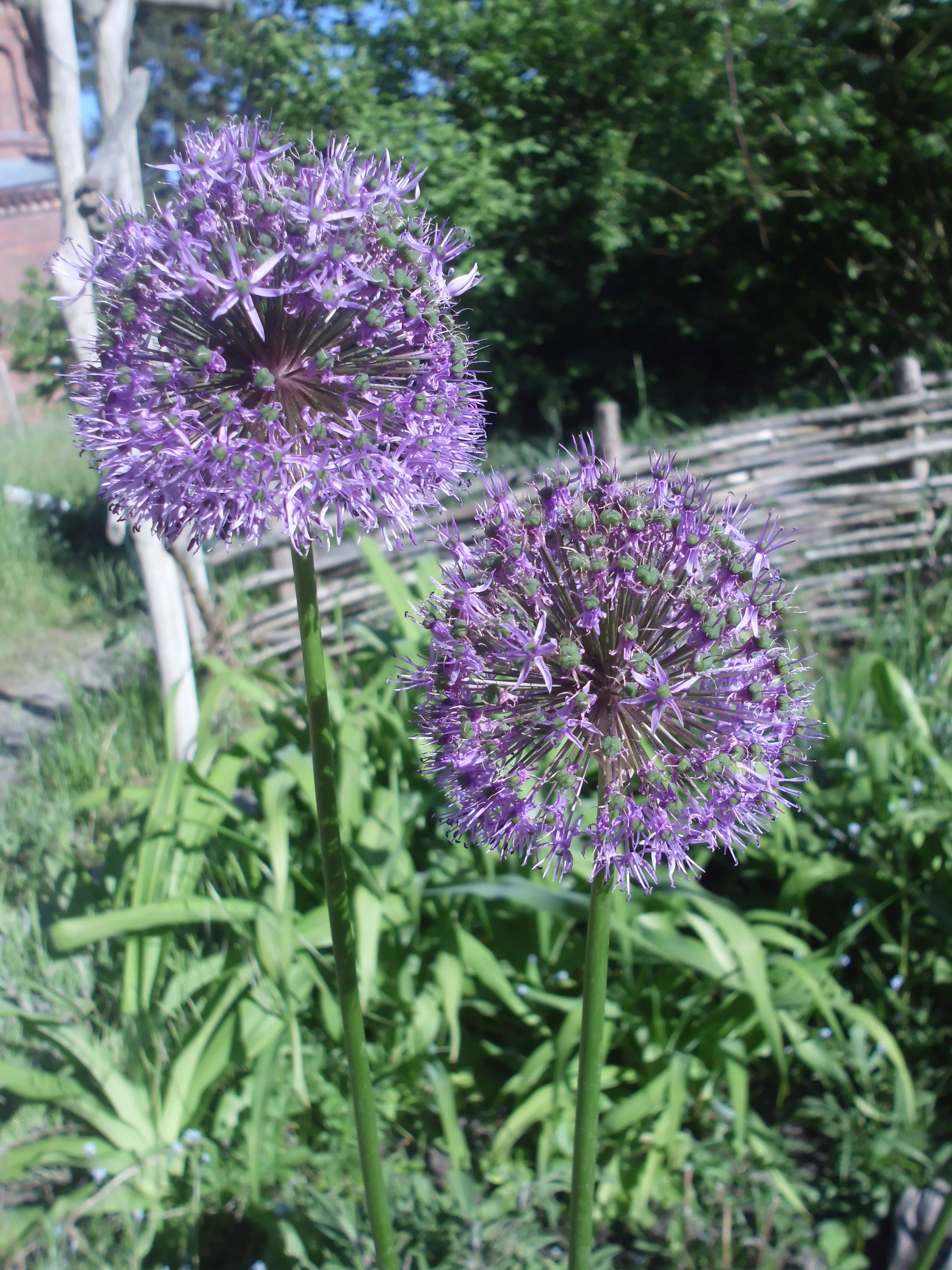 Allium cristophii, the Persian onion or star of Persia