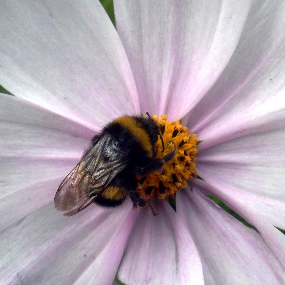 It could be a Bombus terrestris, the buff-tailed bumblebee or large earth bumblebee / Bombus magnus, known by the common name northern white-tailed bumblebee