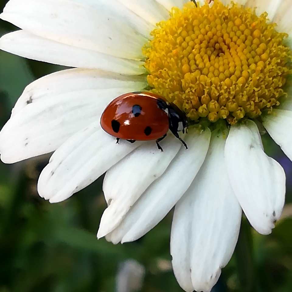 Coccinella septempunctata, the seven-spot ladybird (or, in North America, seven-spotted ladybug or C-7)