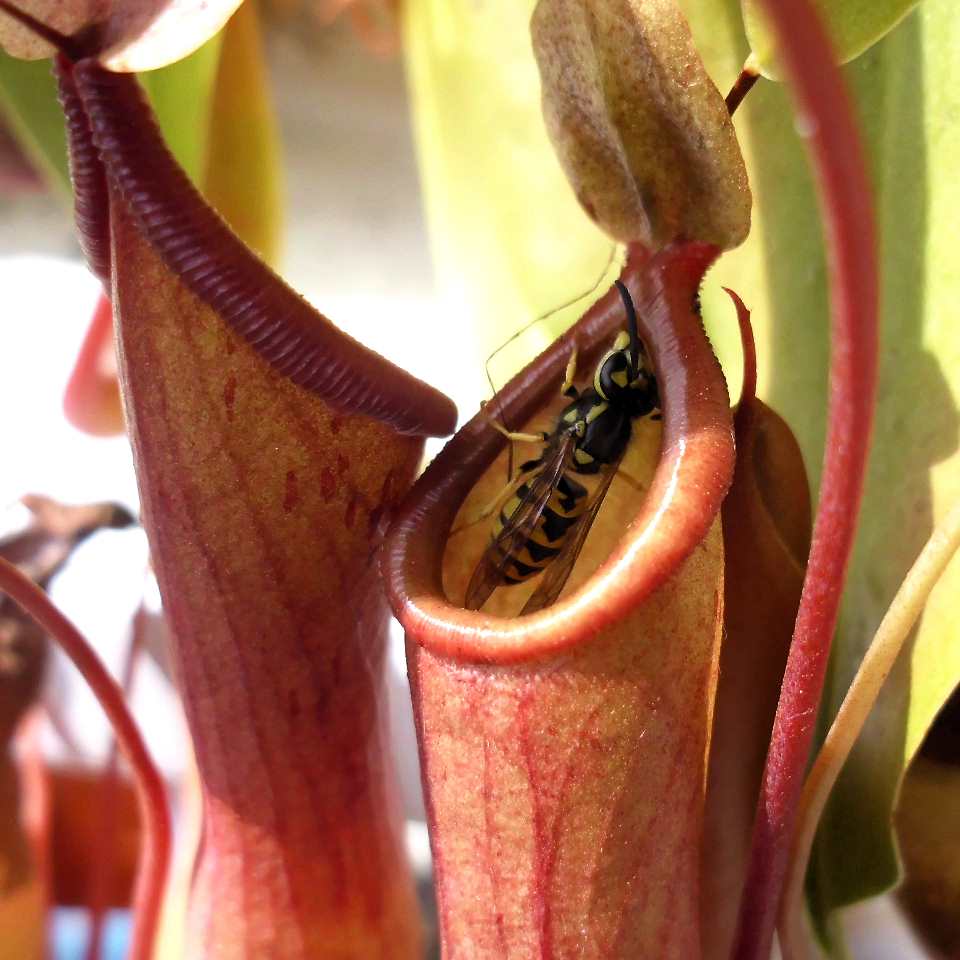 Vespula germanica (European wasp, German wasp, or German yellowjacket)