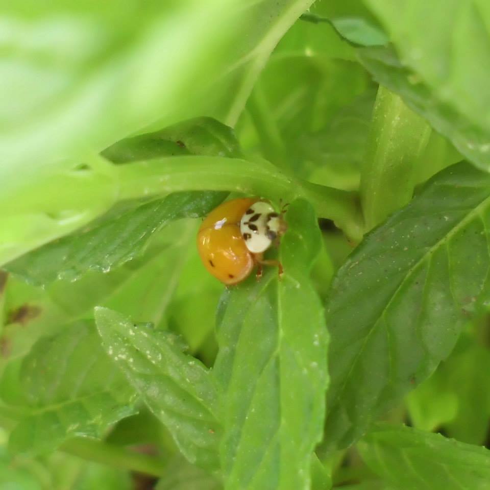 Harmonia axyridis, harlequin, multicolored Asian, or Asian ladybeetle / ladybird / ladybug