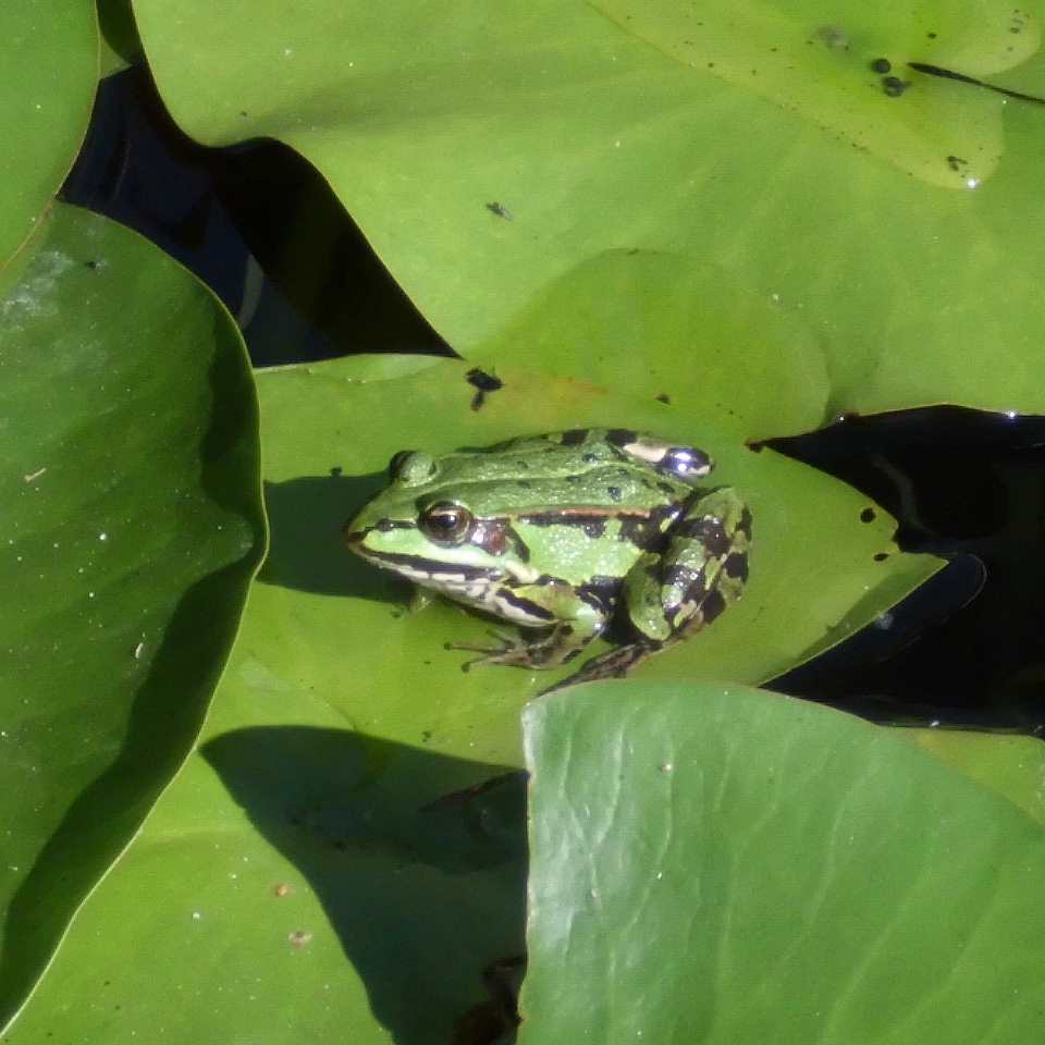 It could be an Edible frog (Pelophylax kl. esculentus)