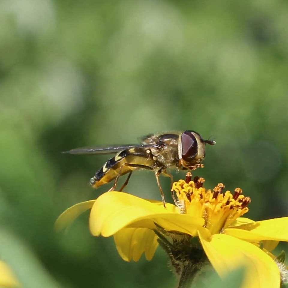 It could be a Eupeodes luniger (female)