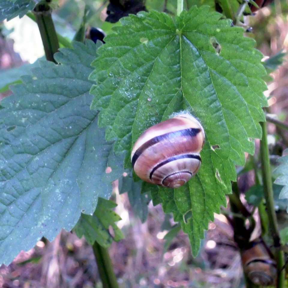 It could be a Grove snail, brown-lipped snail or Lemon snail (Cepaea nemoralis)