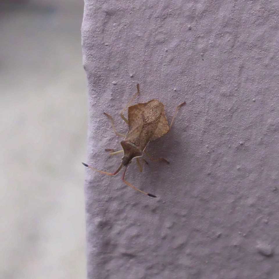 Dock bugs (Coreus marginatus)