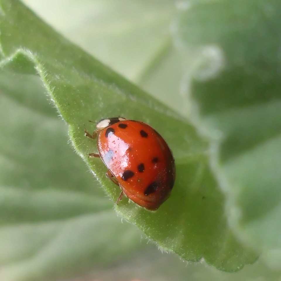 Harmonia axyridis, harlequin, multicolored Asian, or Asian ladybeetle / ladybird / ladybug