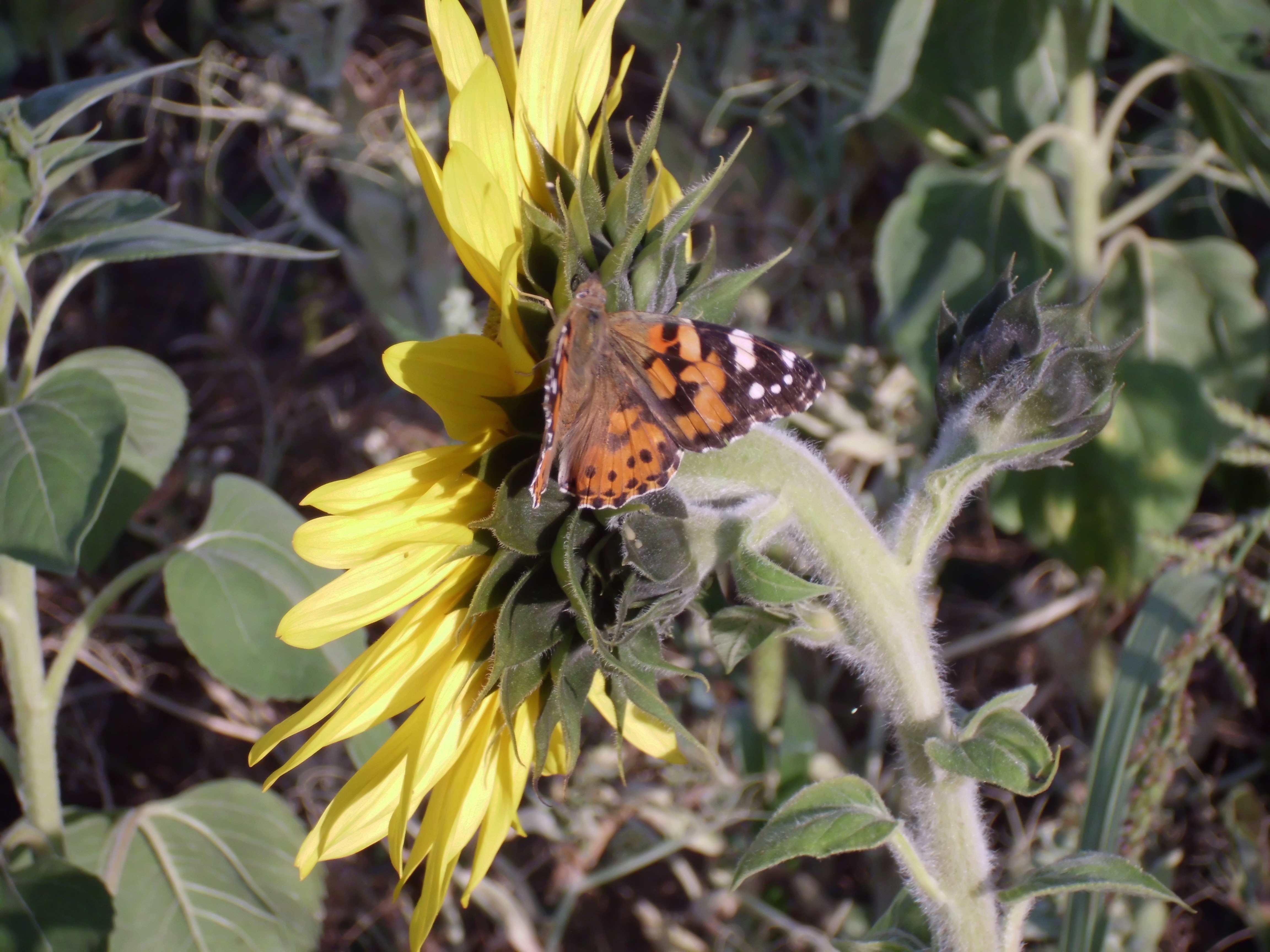 Vanessa cardui is a well-known colourful butterfly, known as the painted lady