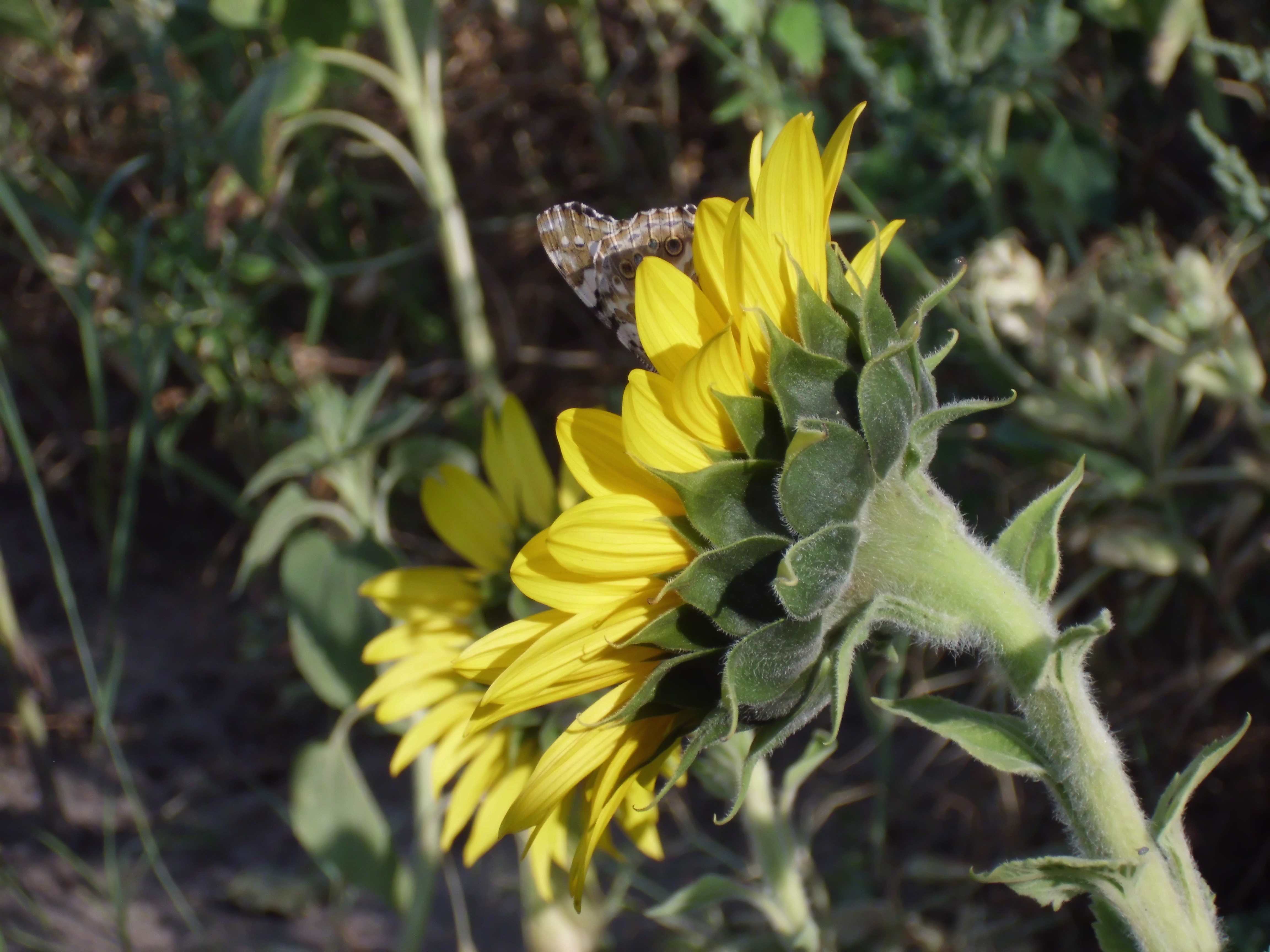 Vanessa cardui is a well-known colourful butterfly, known as the painted lady