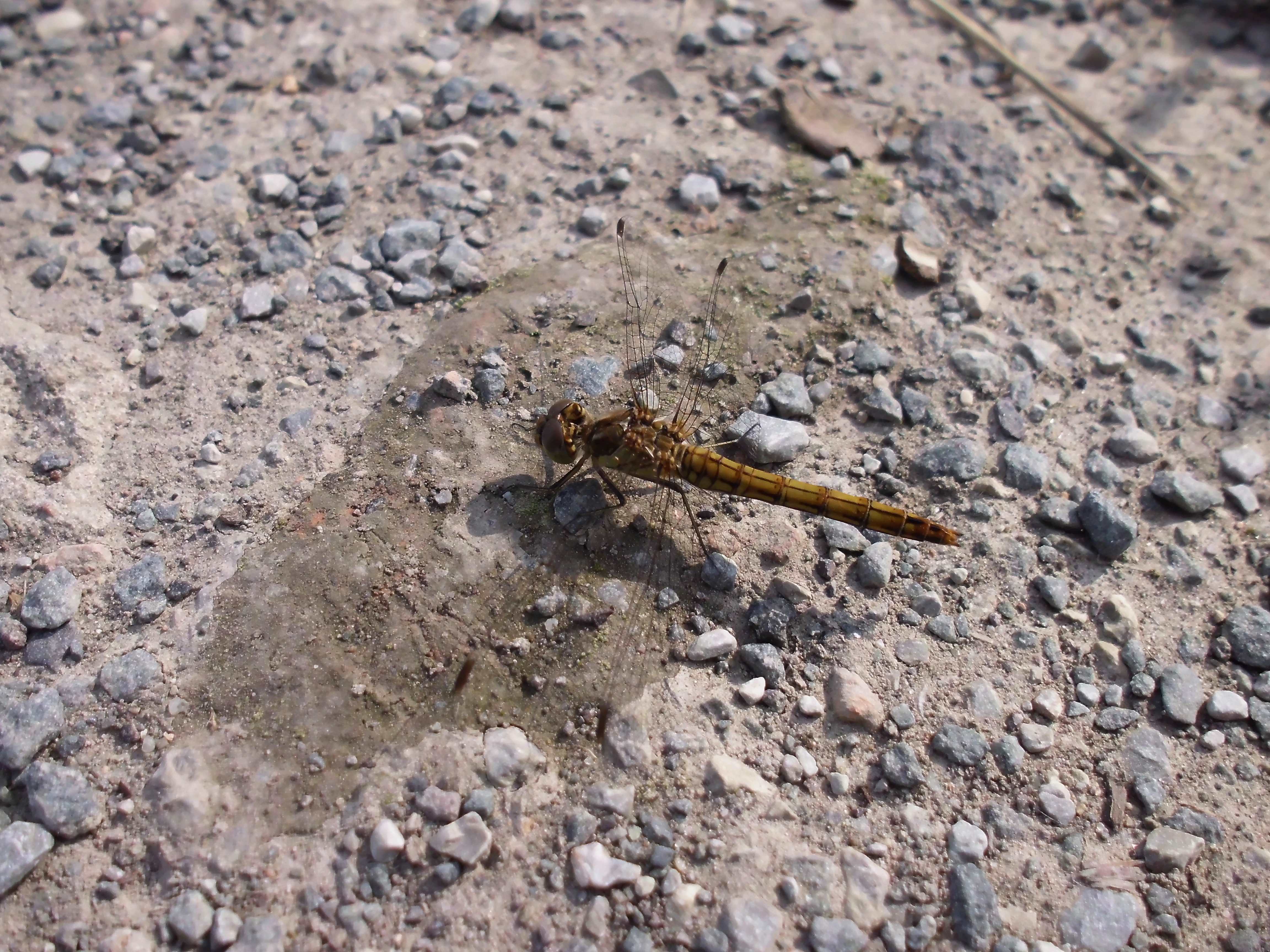 Vagrant darter dagronfly / Gemeine Heidelibelle (Sympetrum vulgatum), female