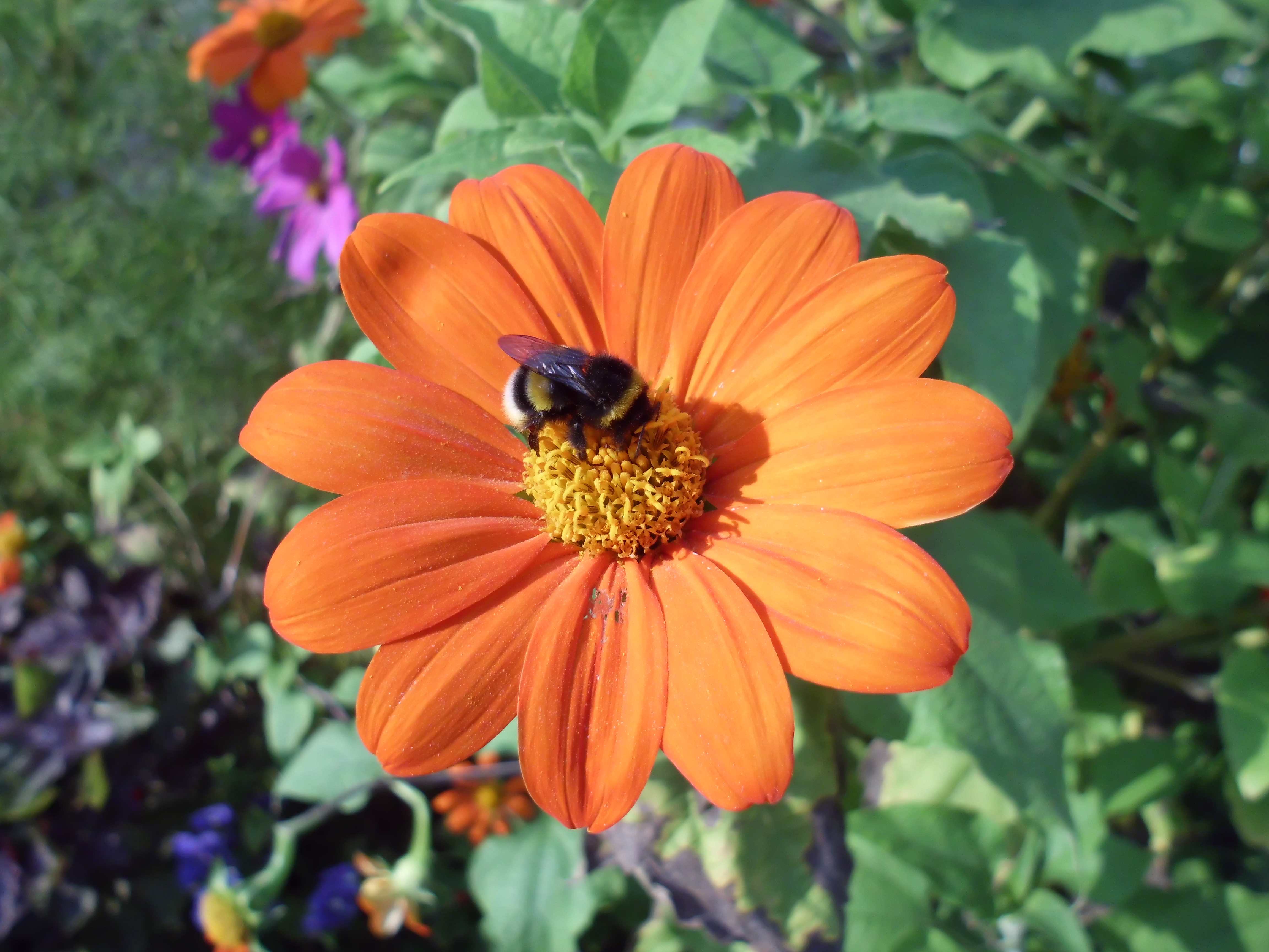 It could be a Bombus terrestris, the buff-tailed bumblebee or large earth bumblebee / Bombus magnus, known by the common name northern white-tailed bumblebee