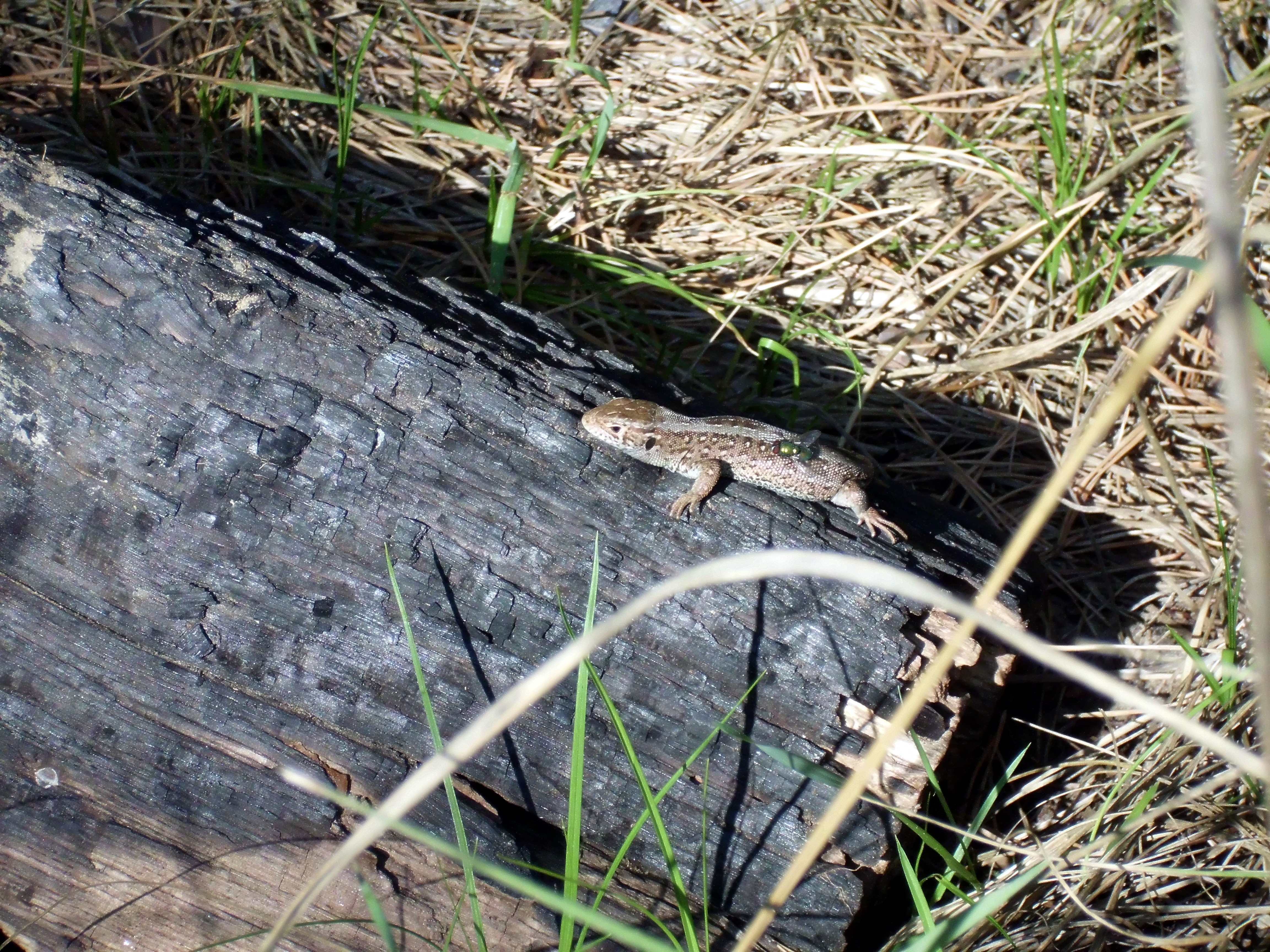 It could be a Sand lizard (Lacerta agilis), female