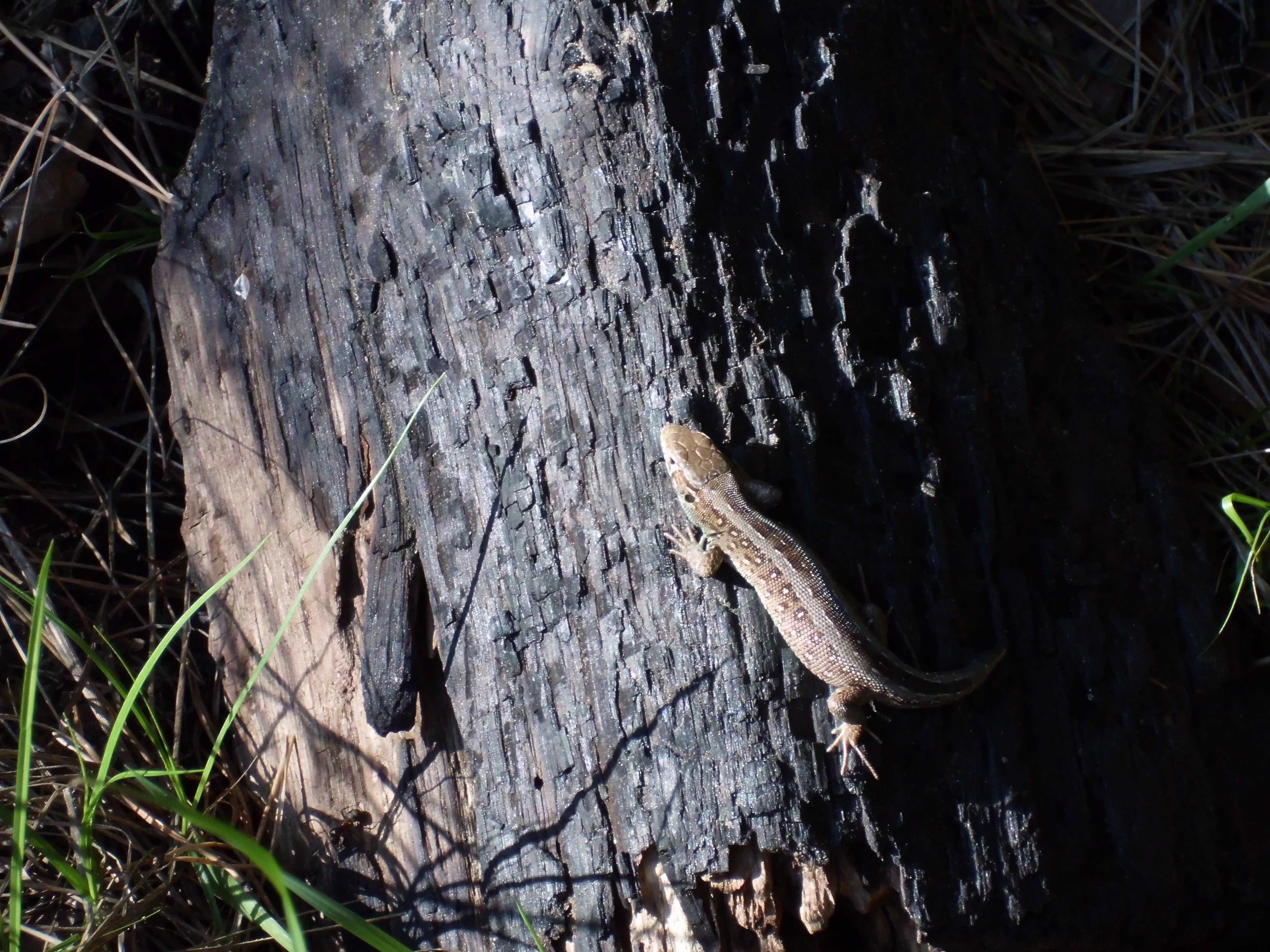 It could be a Sand lizard (Lacerta agilis), female