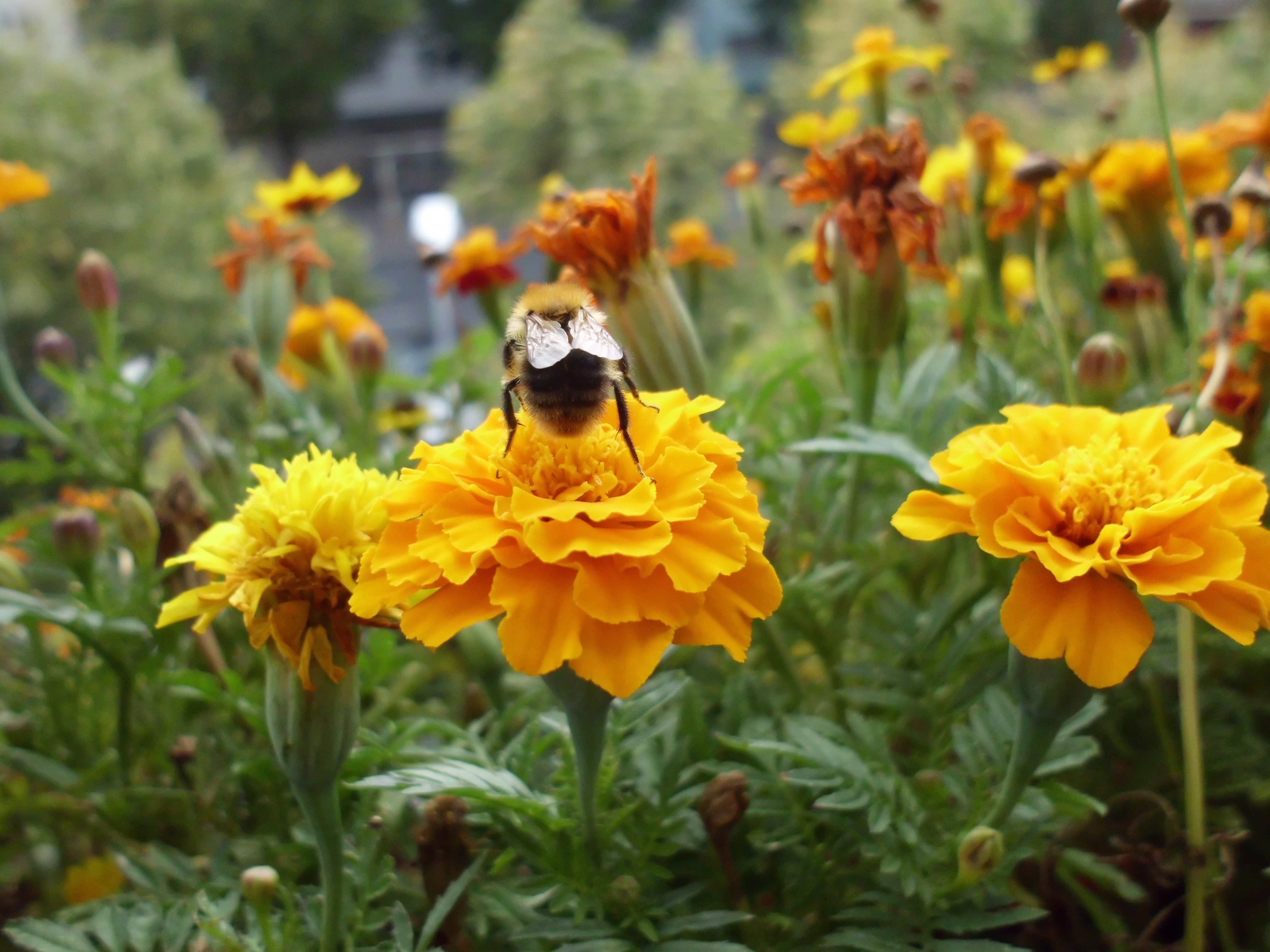 It could be a Western honey bee or European honey bee (Apis mellifera)