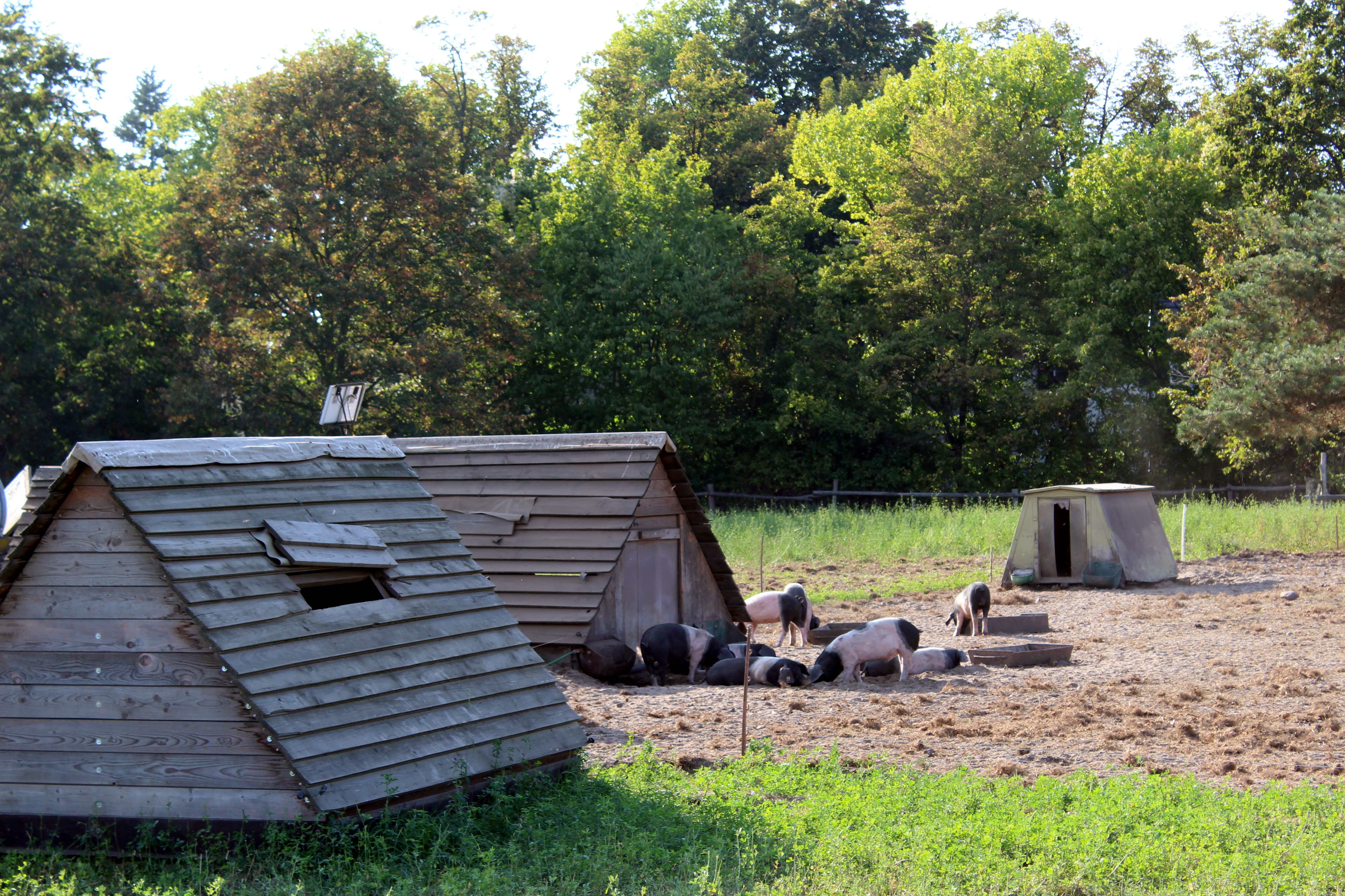 Das Deutsche Sattelschwein ist eine Rasse des Hausschweins (einer Kreuzung von Angler Sattelschwein und Schwäbisch-Hällischem Landschwein)