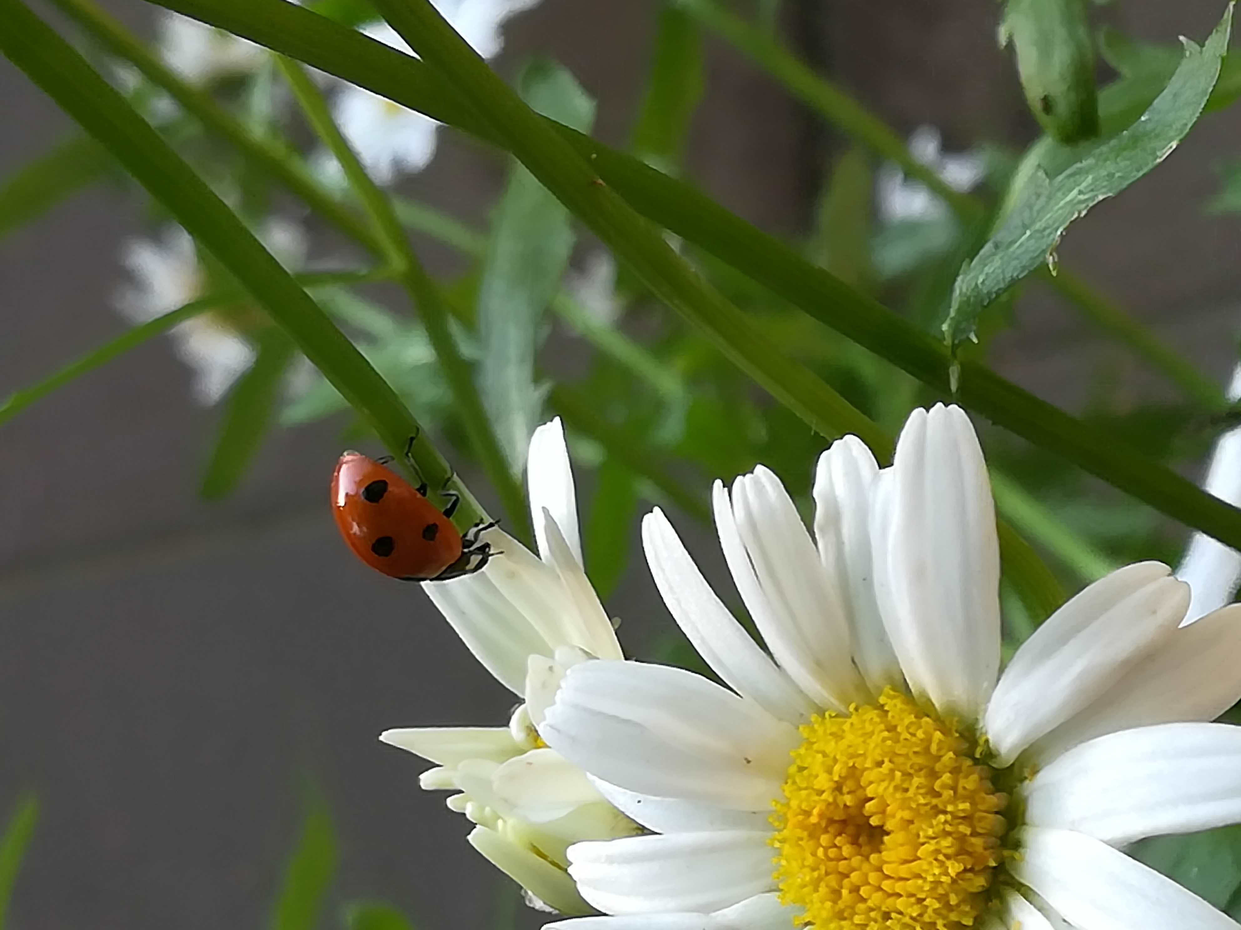 Coccinella septempunctata, the seven-spot ladybird (or, in North America, seven-spotted ladybug or C-7)