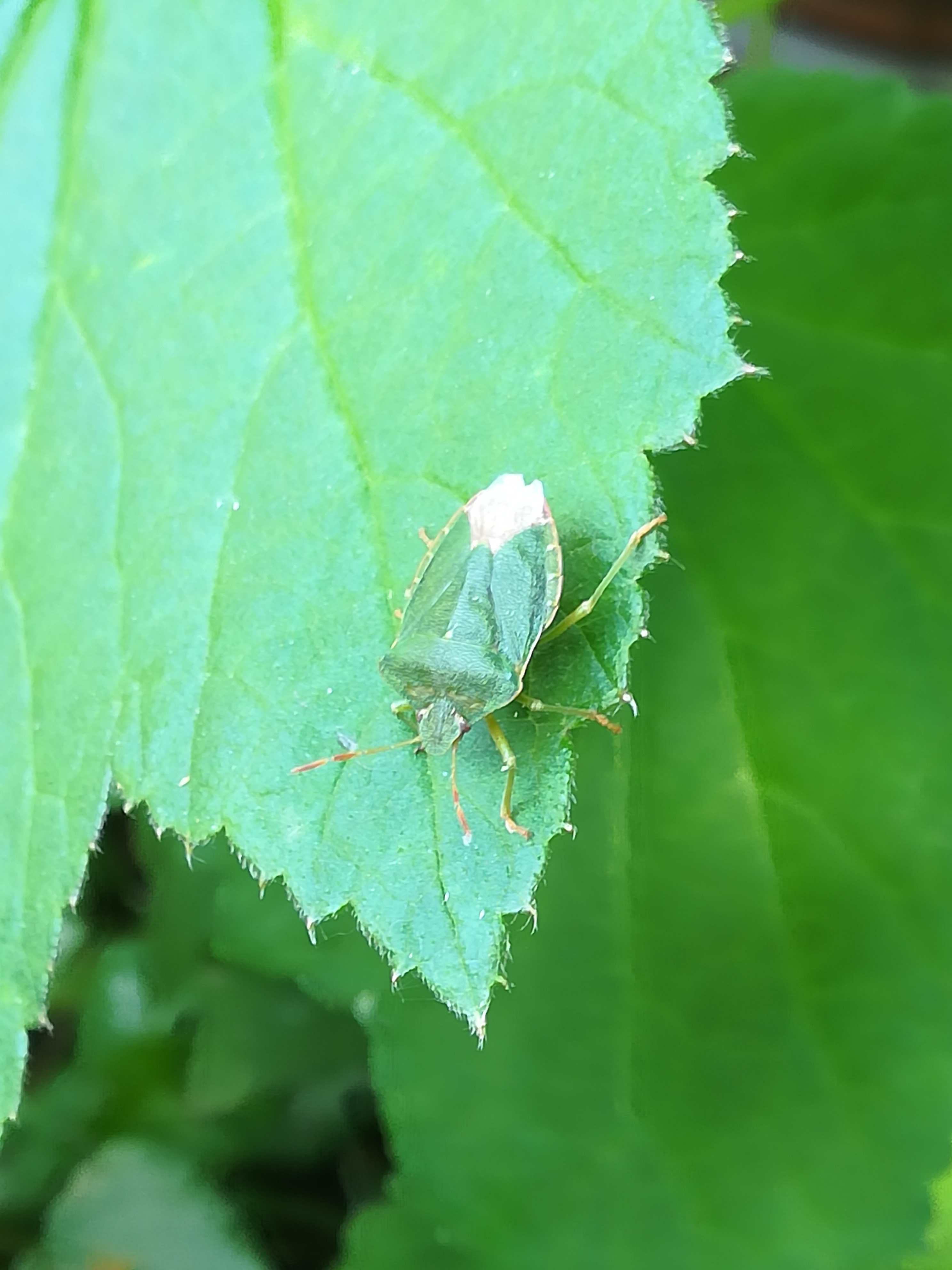 Green stink bug or green soldier bug (Chinavia hilaris)